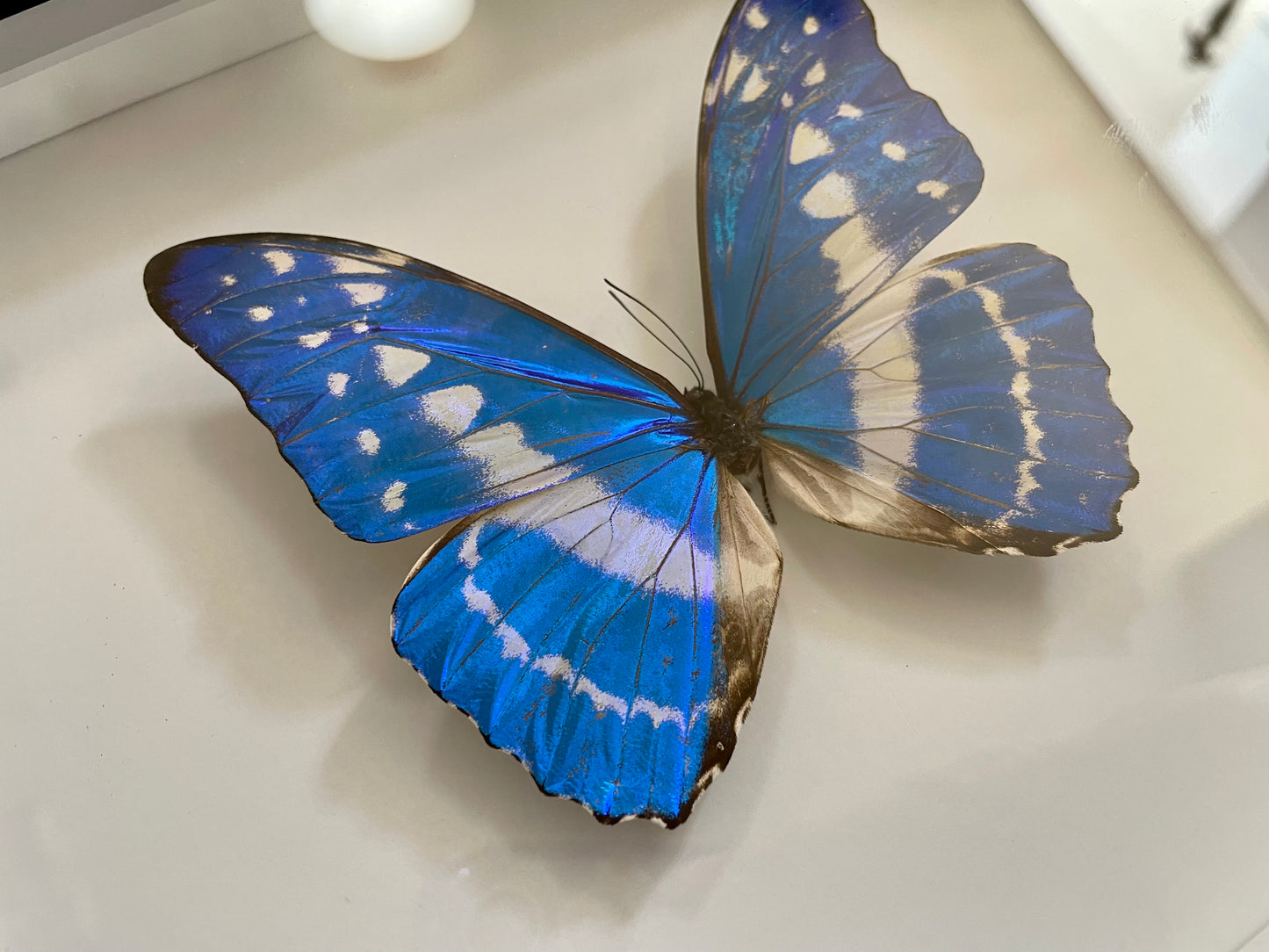 Blue Morpho cypris Columbia