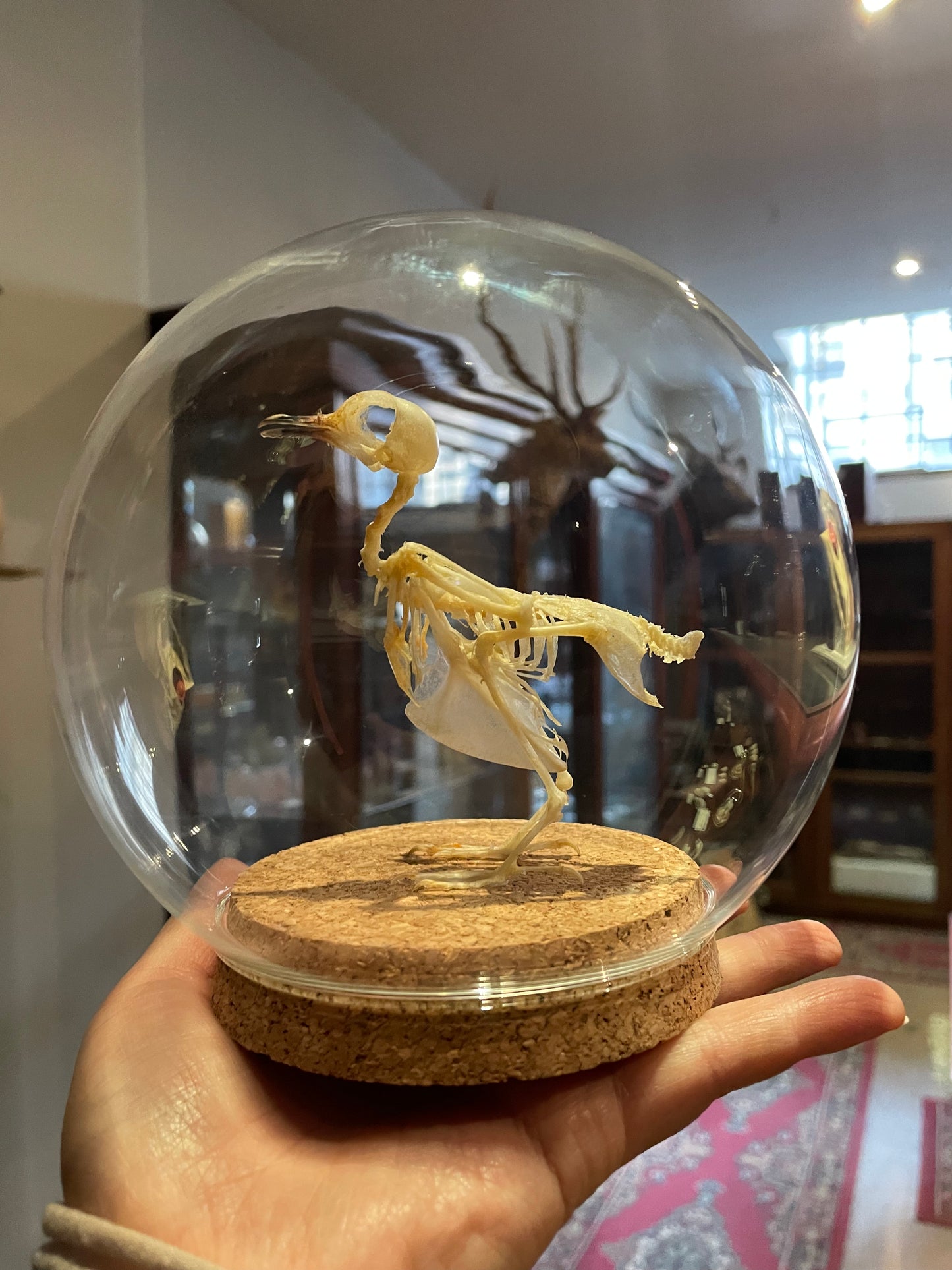 Zebra Dove Skeleton