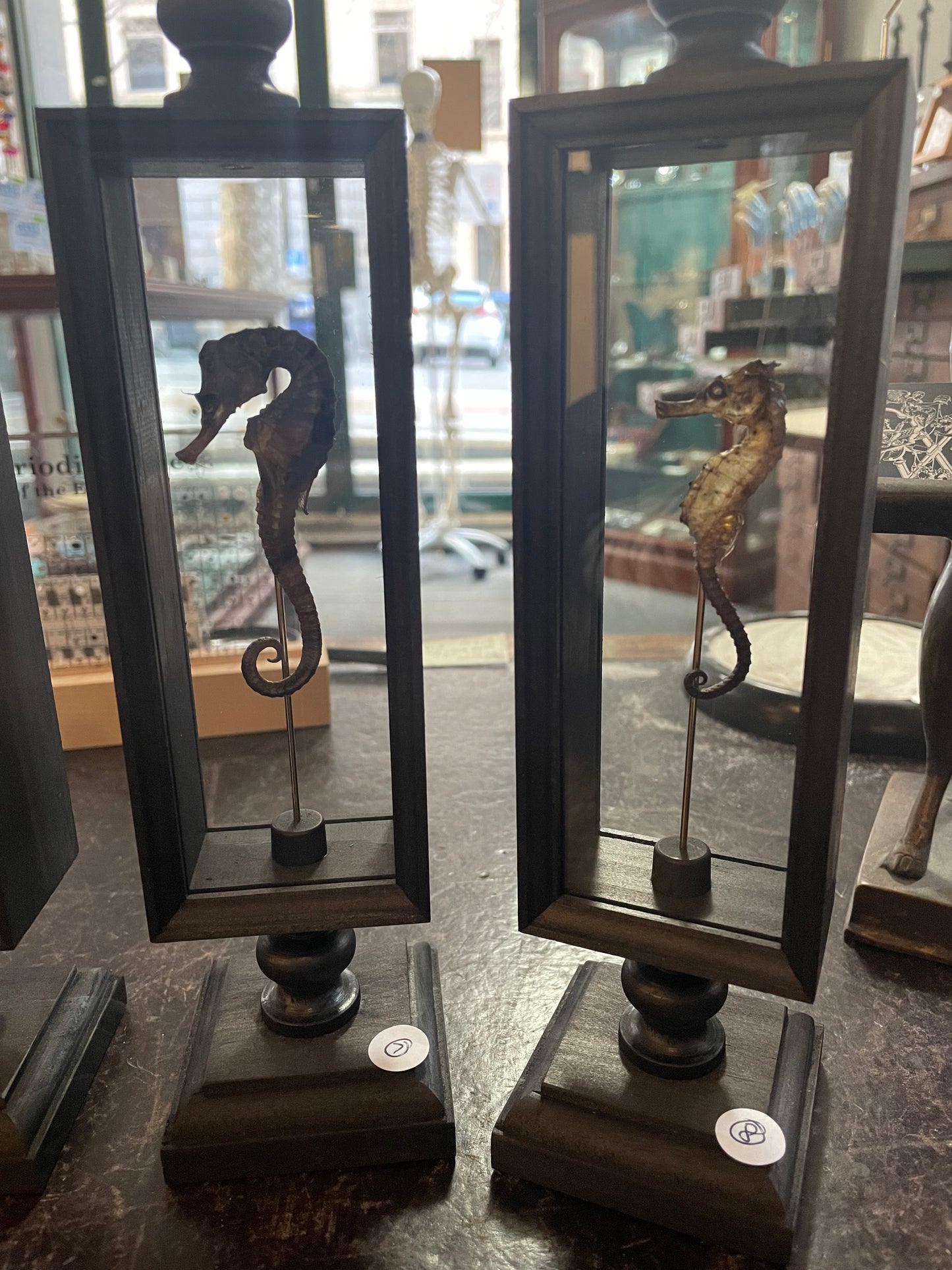 Seahorse in double glass Parisian display case