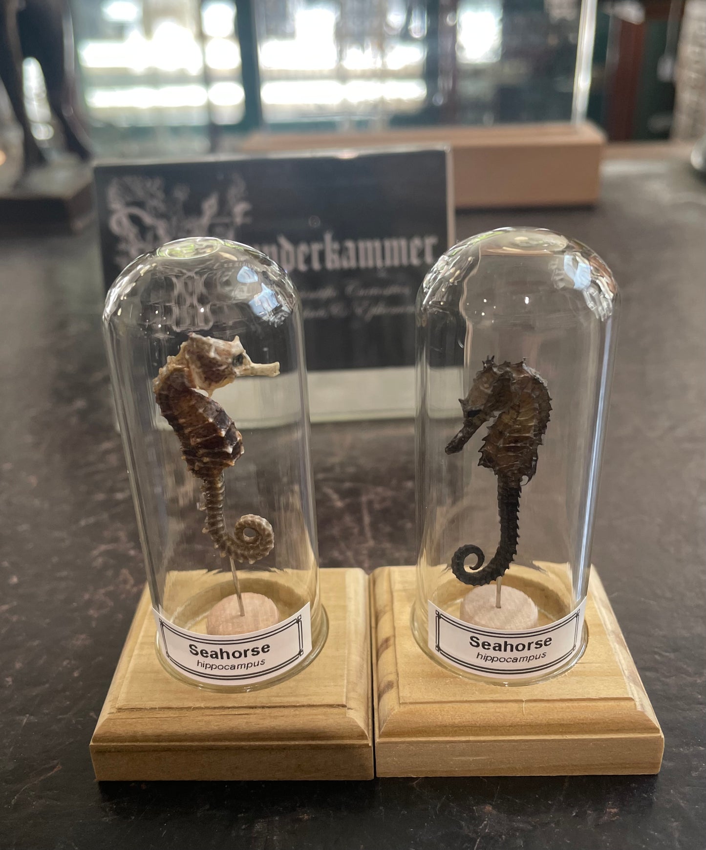 Seahorse