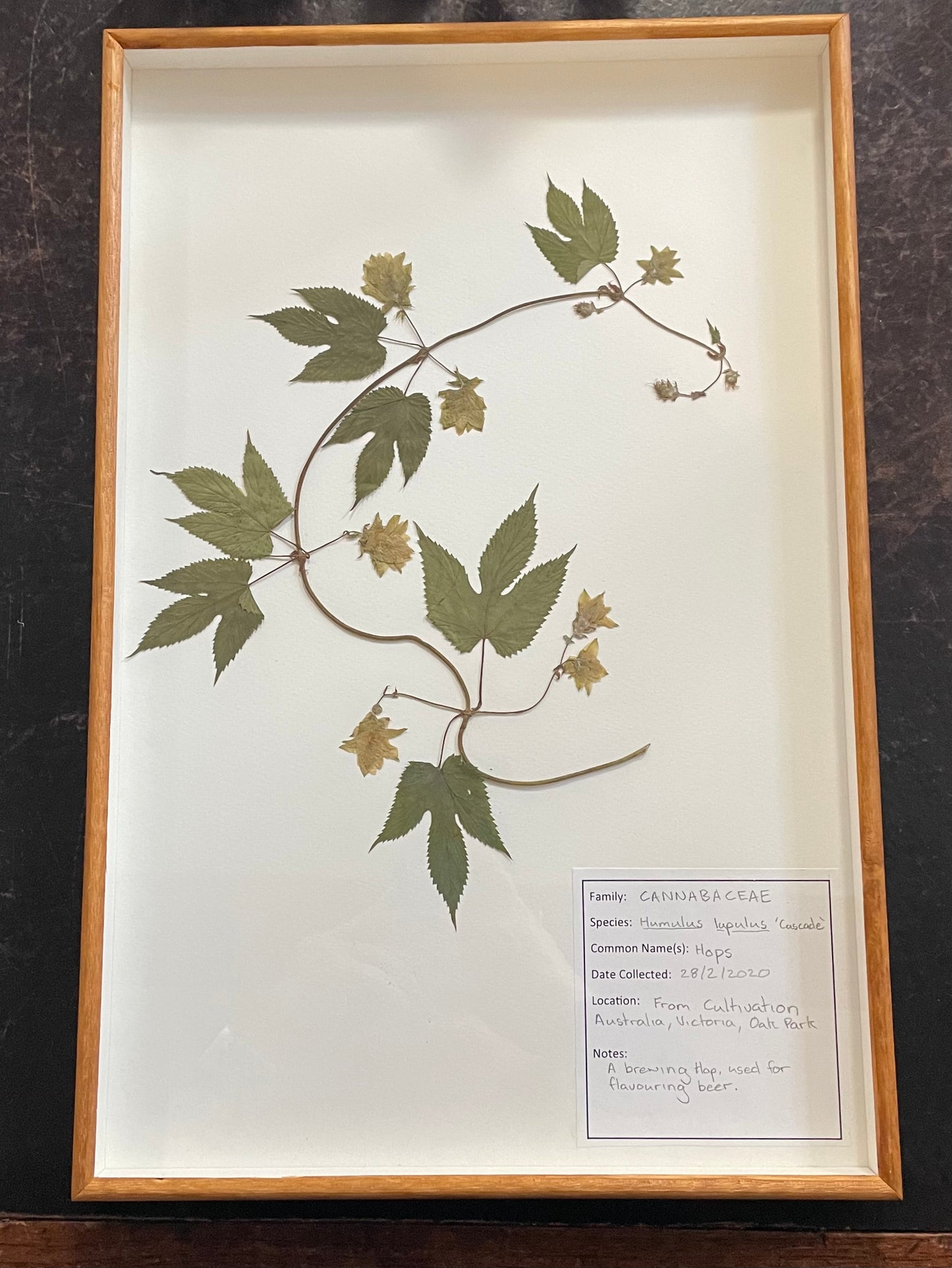 Framed Botanical Specimens