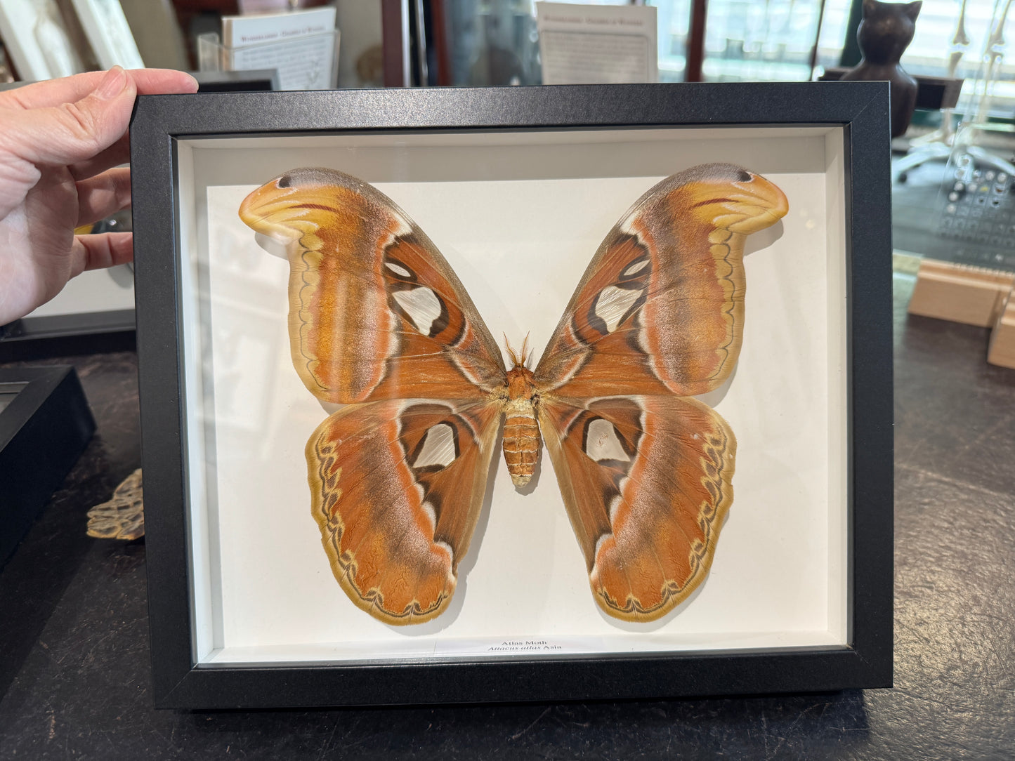 Atlas Moth