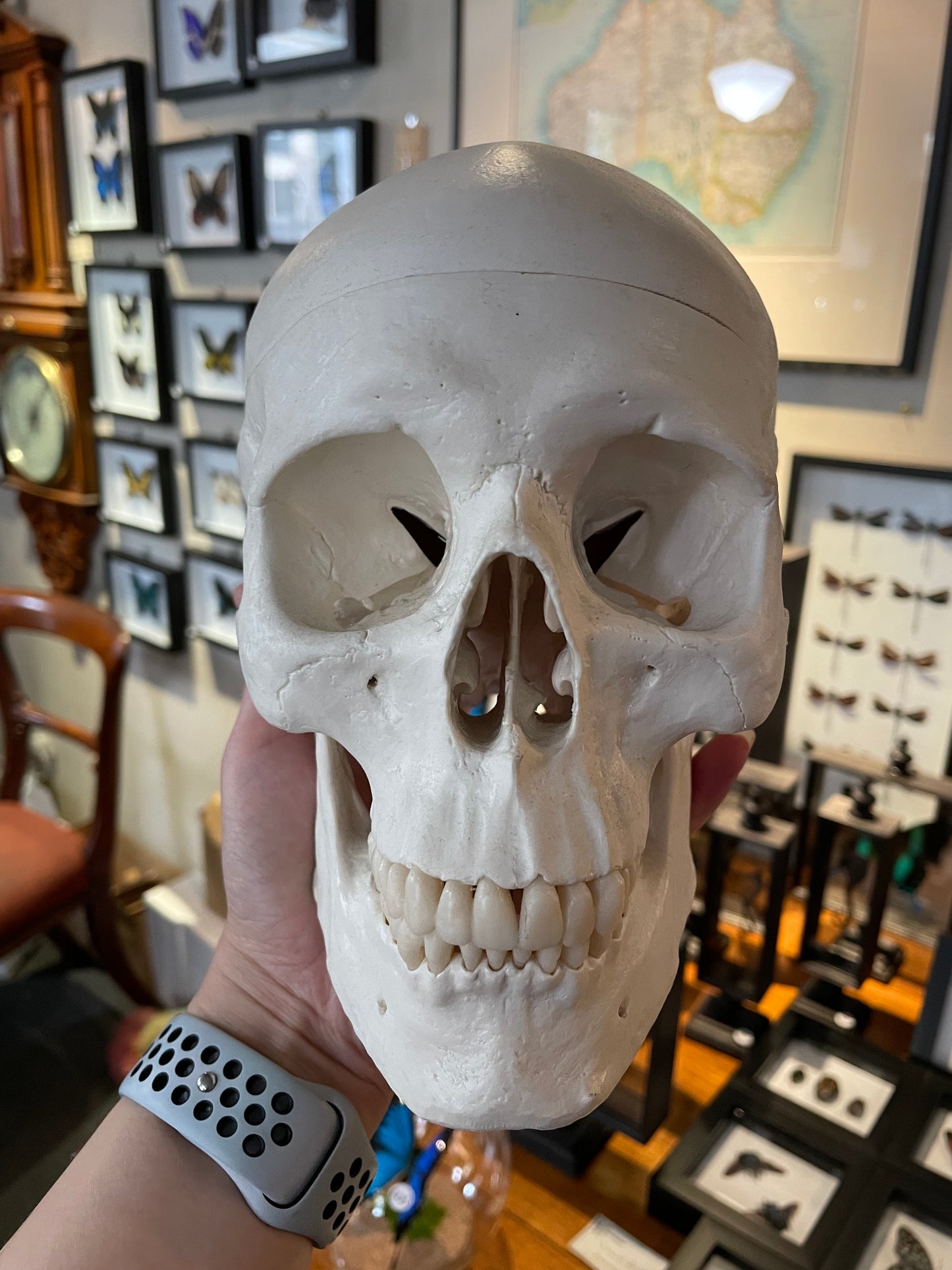 Replica Human Skull