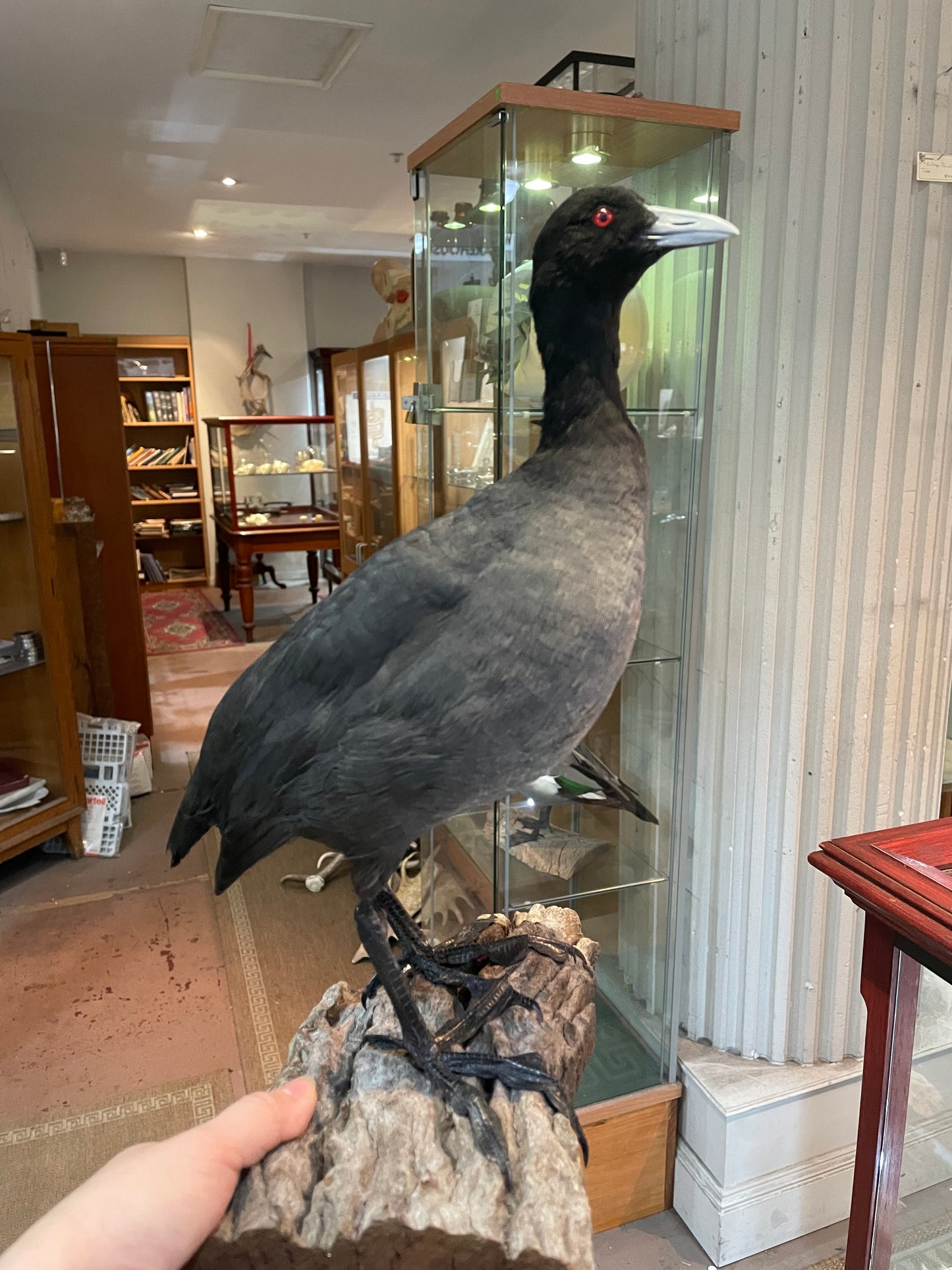 Taxidermy Coot
