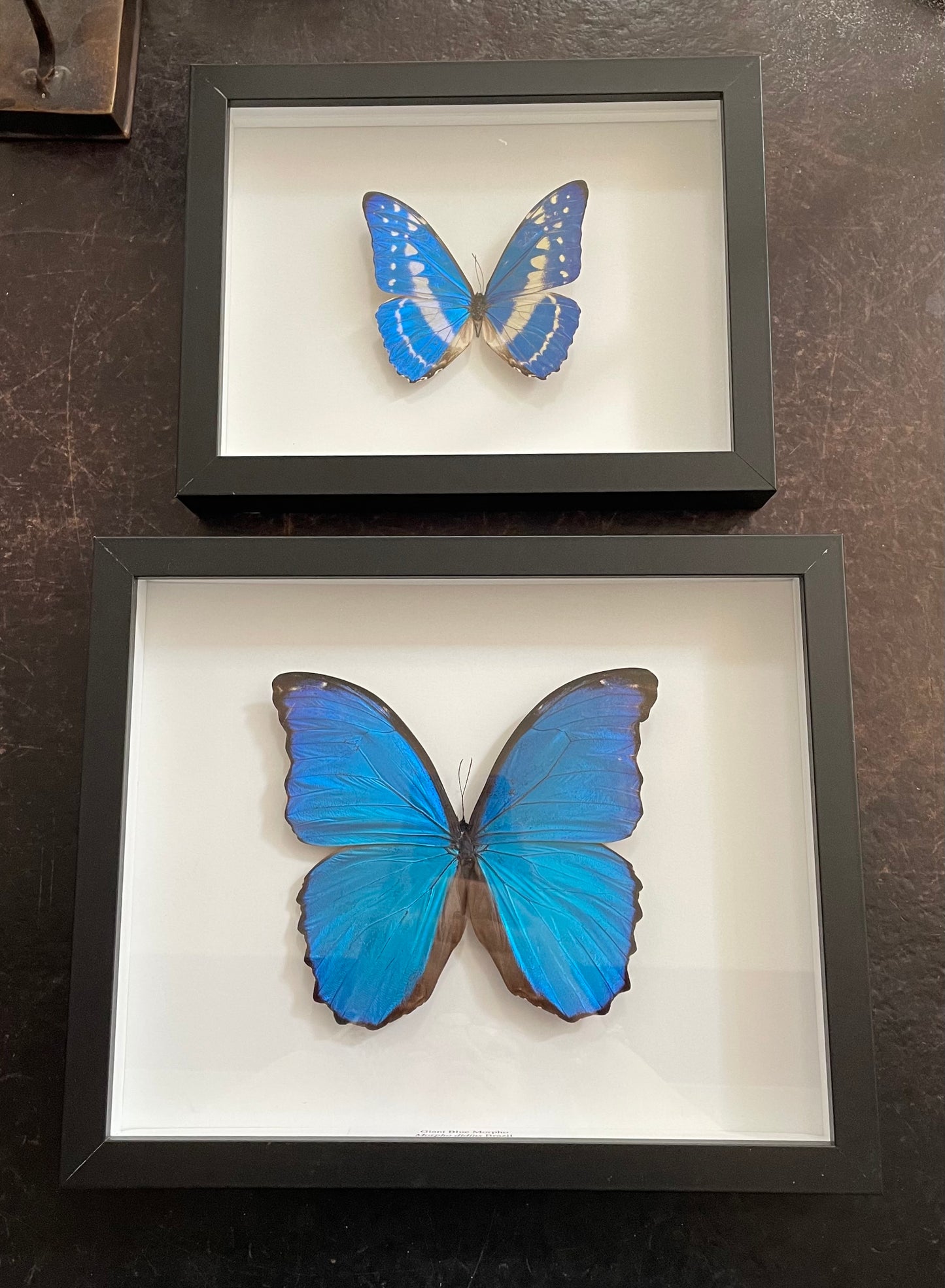 Very large Giant Blue Morpho