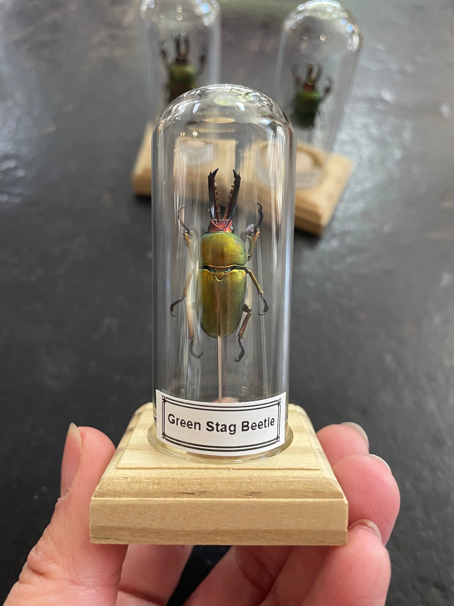 Green stag beetle