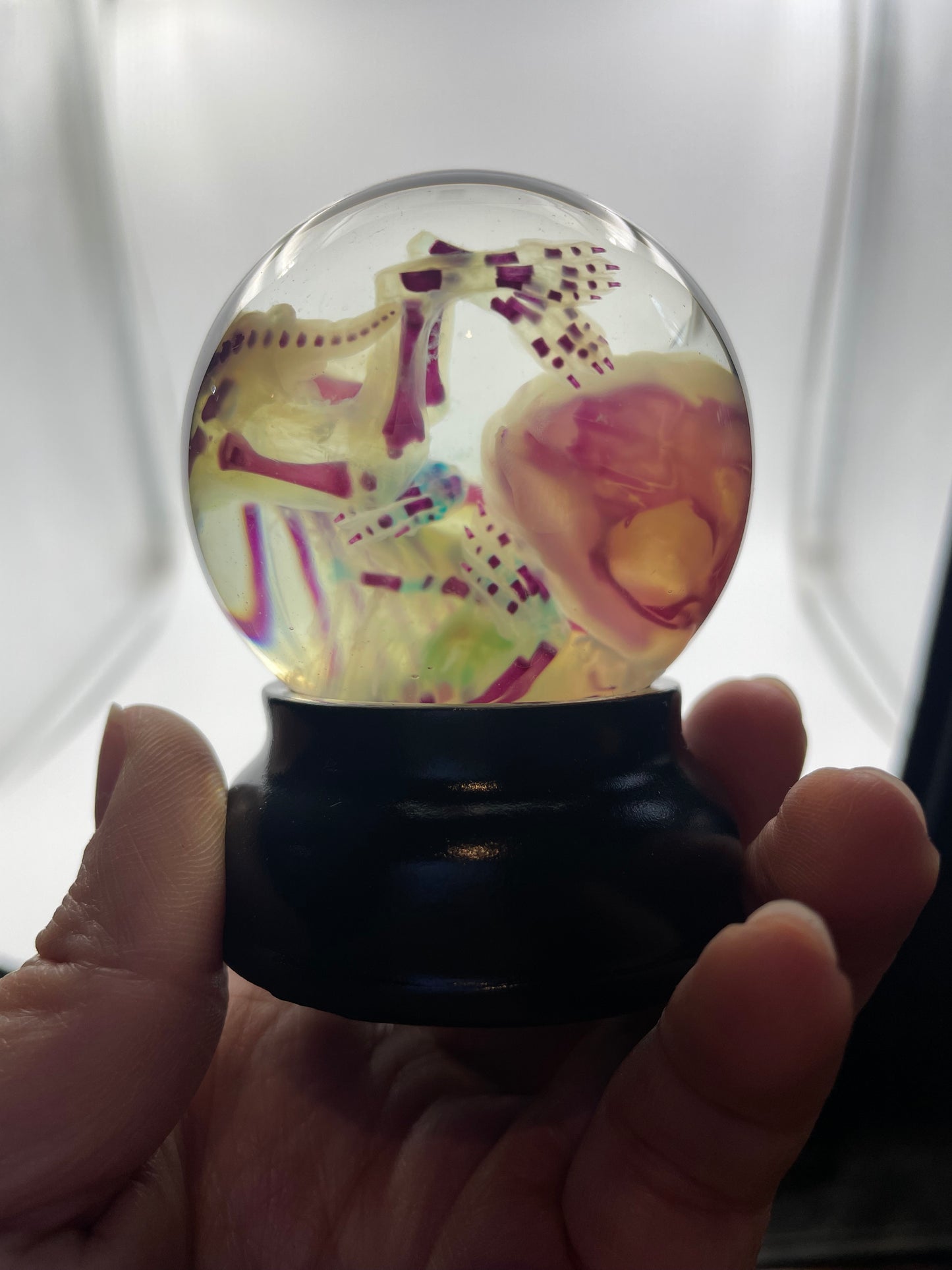 Diaphonised Rabbit Fetus