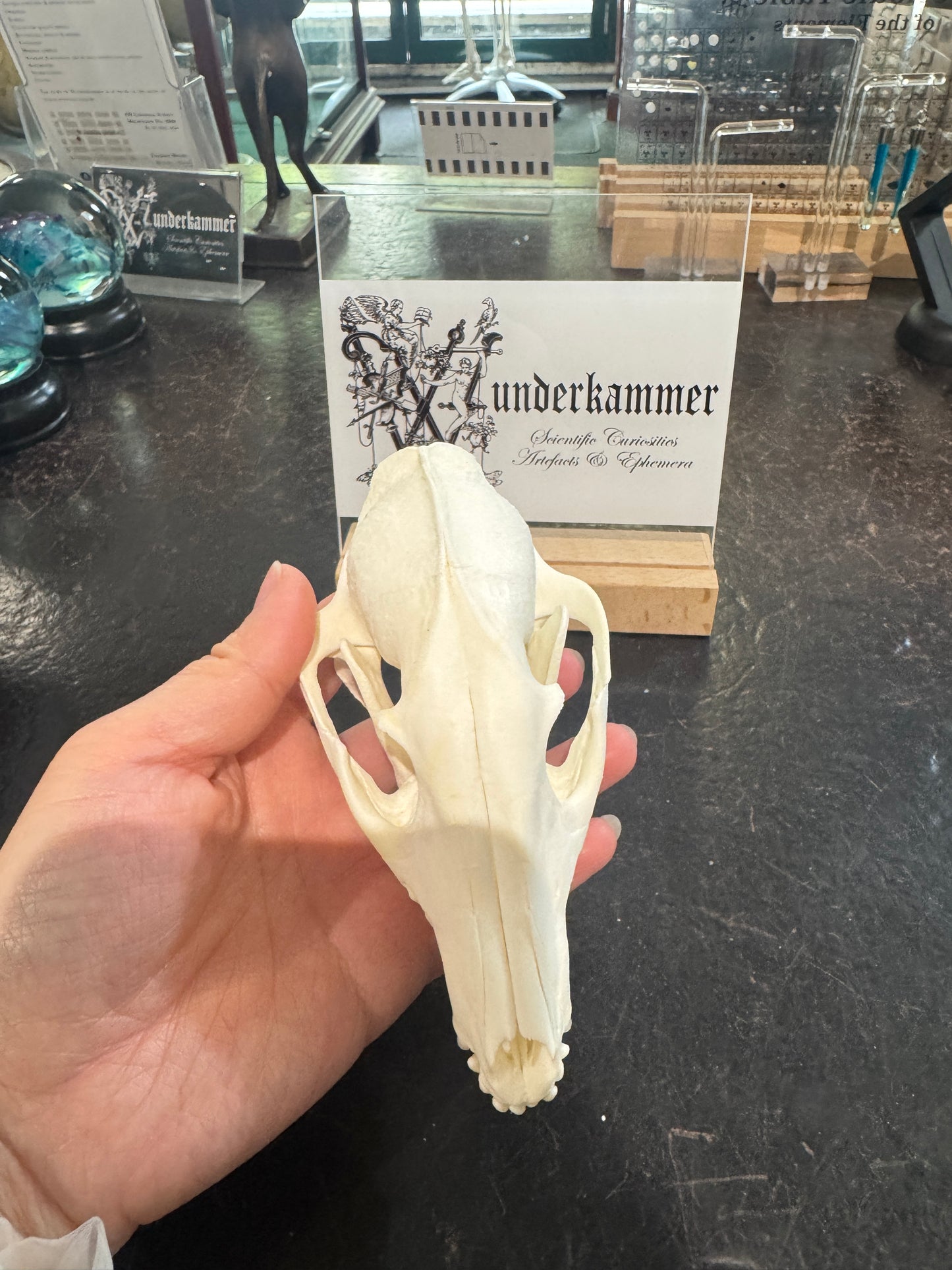 Raccoon Dog Skull