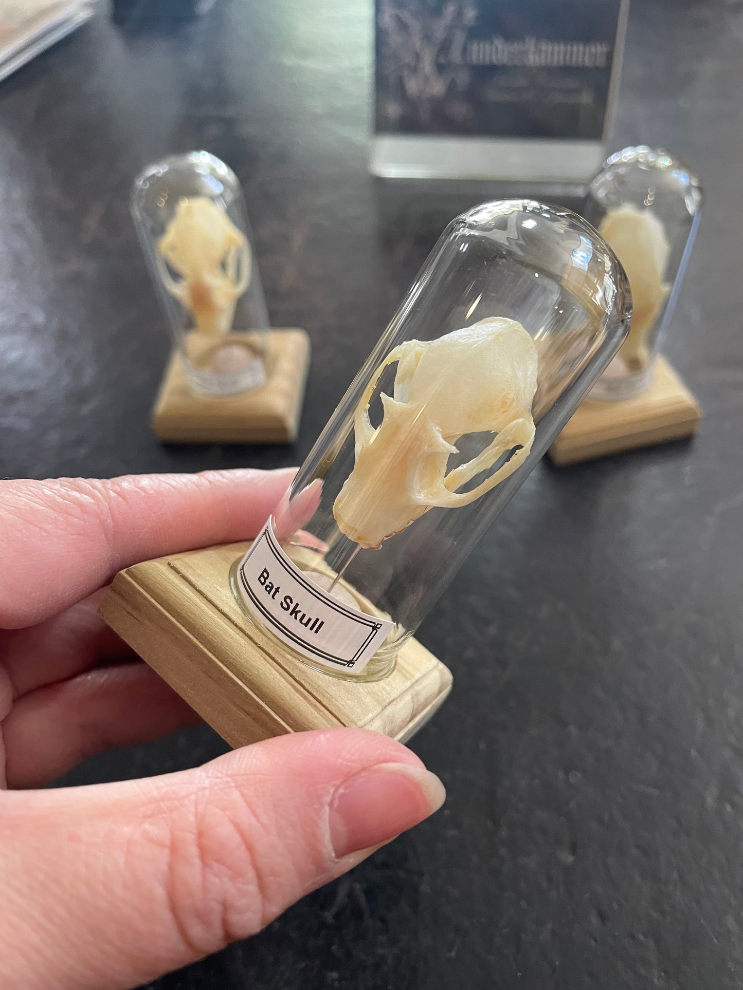 Bat skull in little display dome