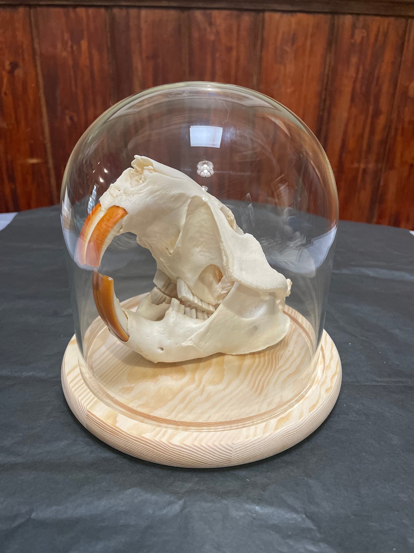 Beaver Skull