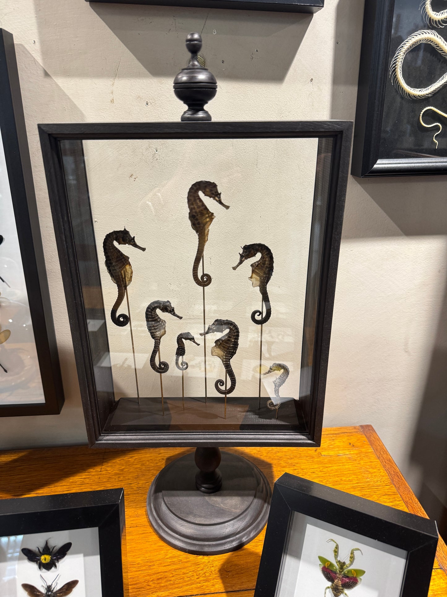 Seahorse Parisian Frame