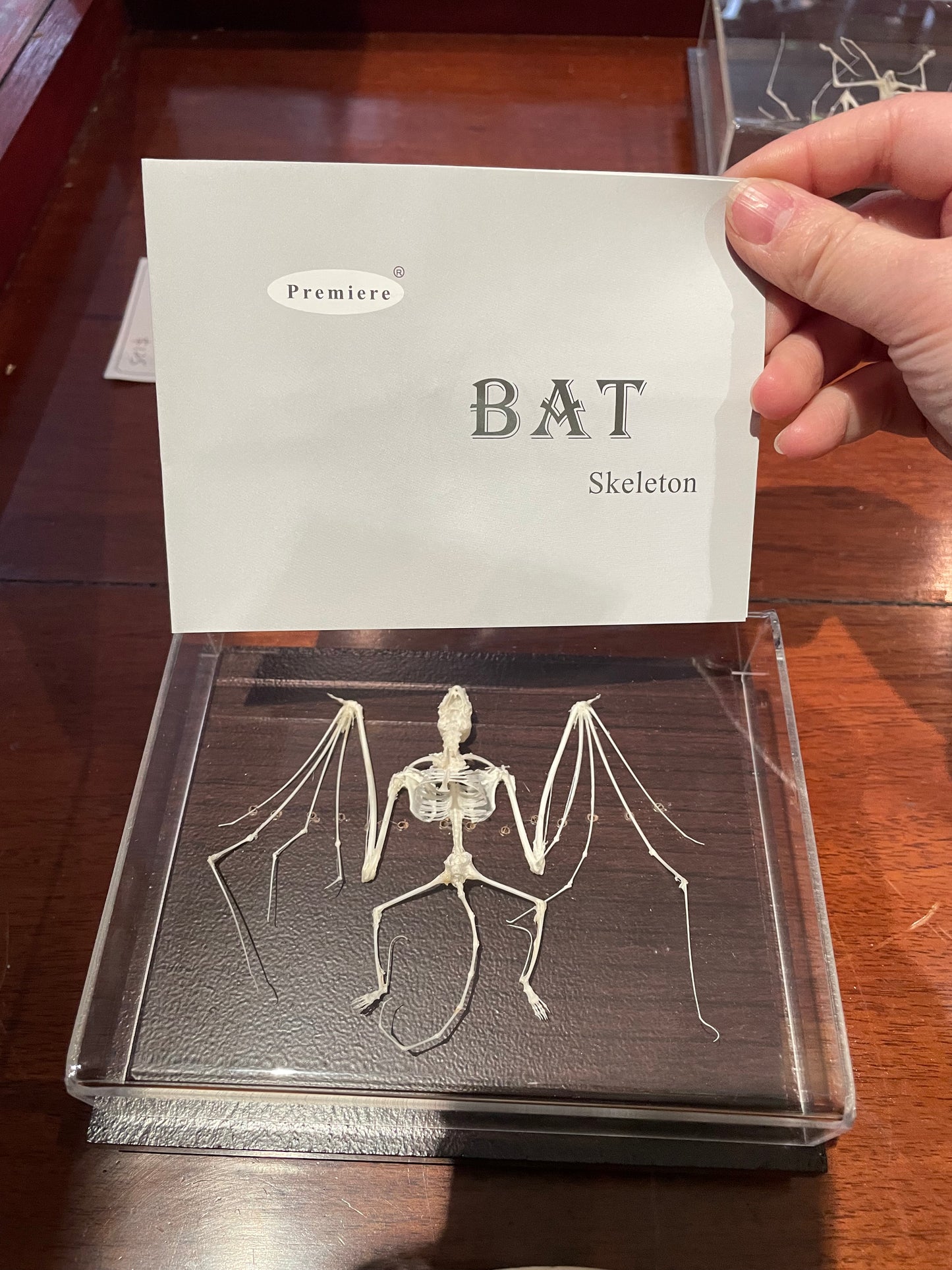 Bat skeleton