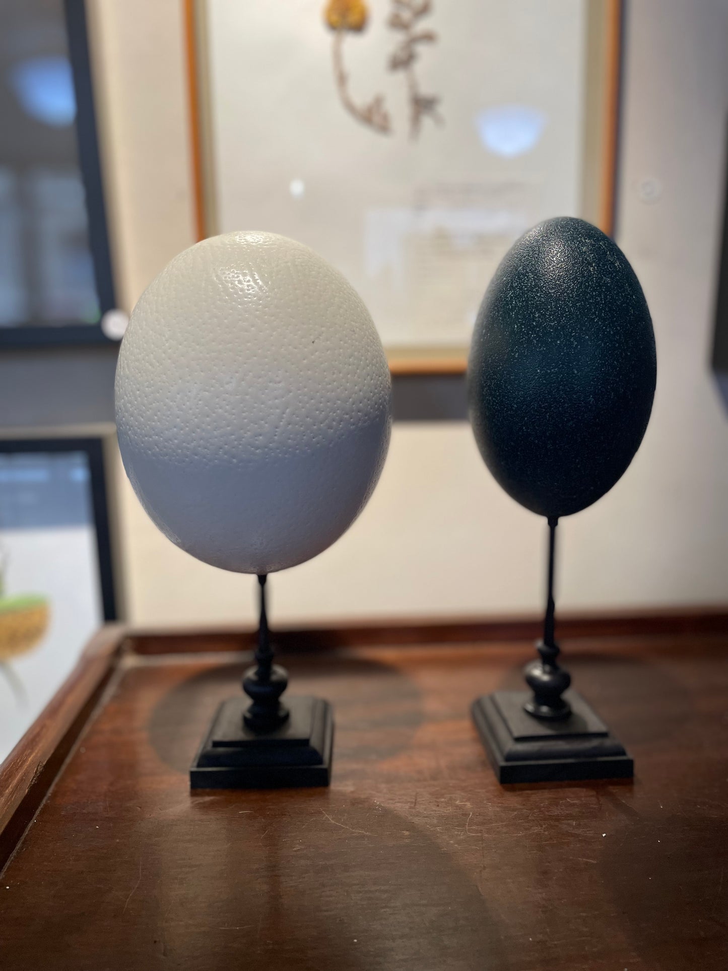 Ostrich/ Emu eggs