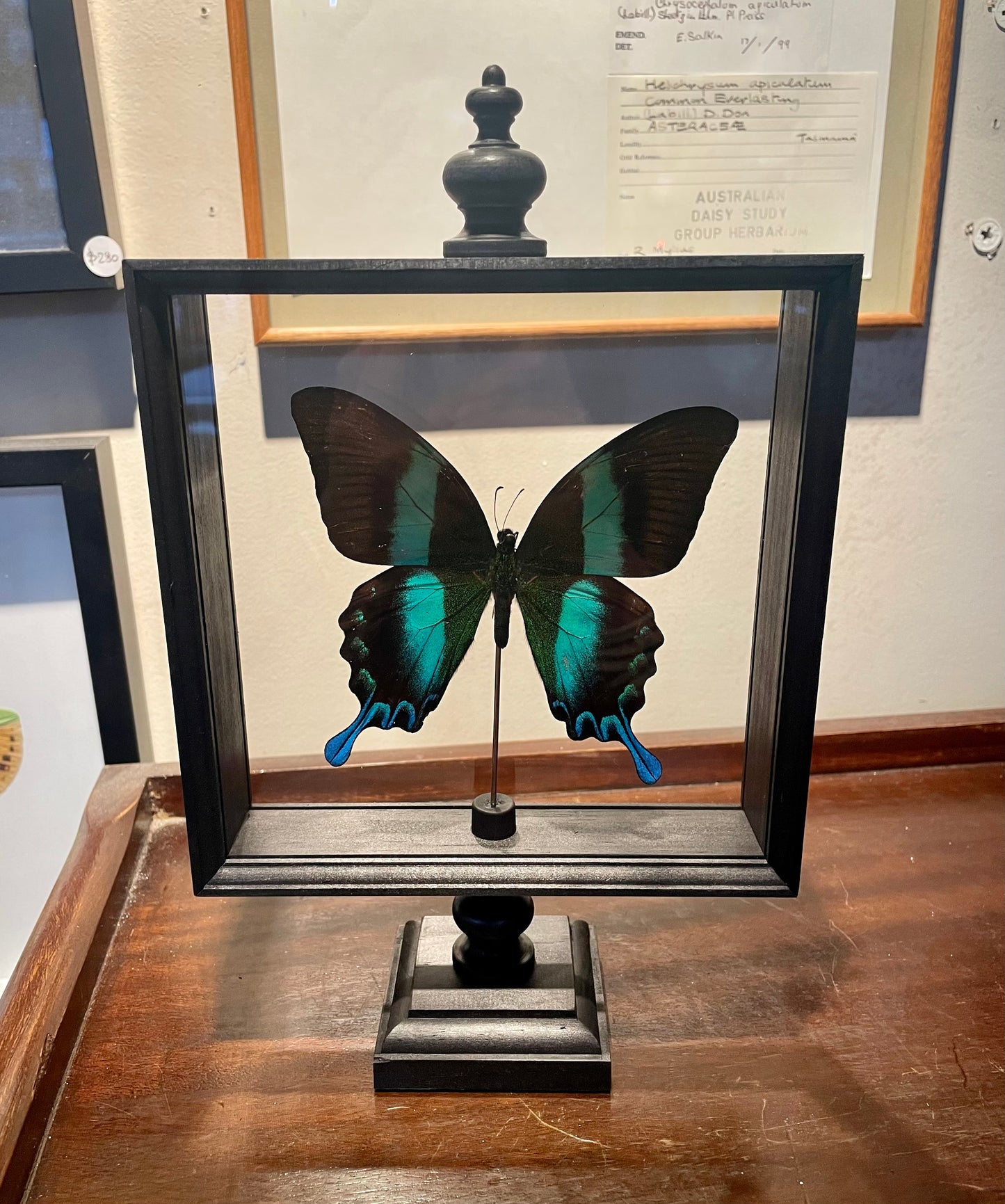 Butterflies in Parisian frame