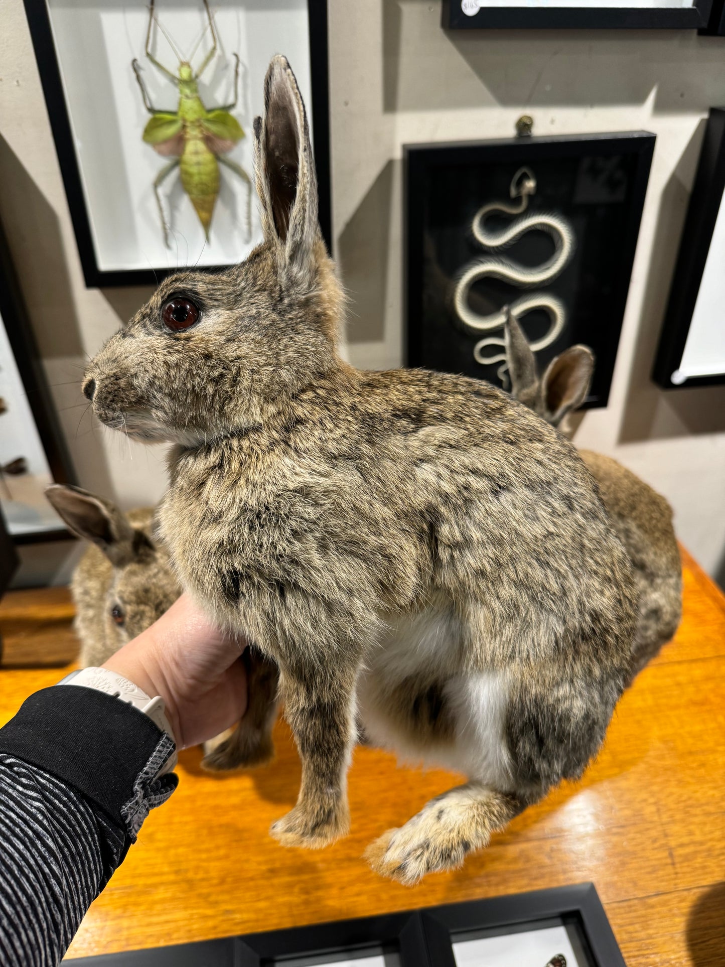 Taxidermy rabbits