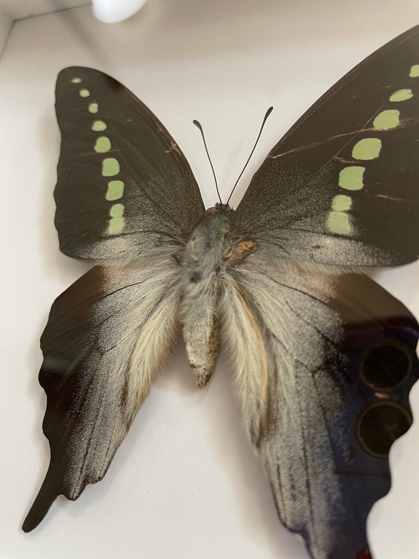 Graphium codrus, Philippines