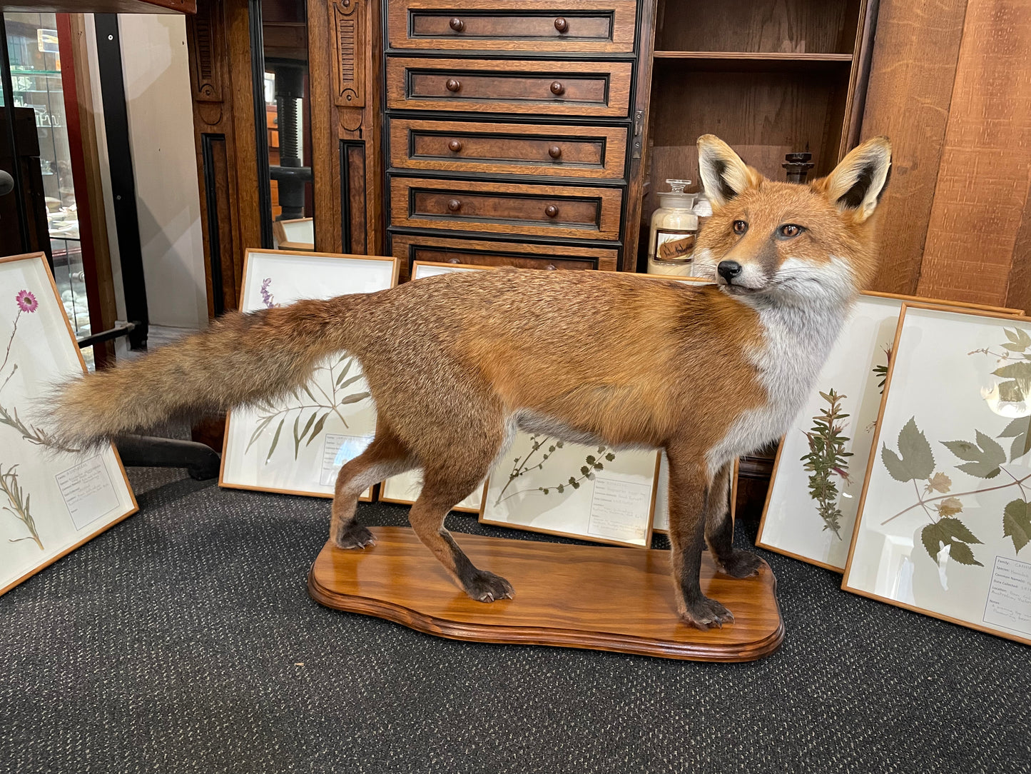 Taxidermy fox