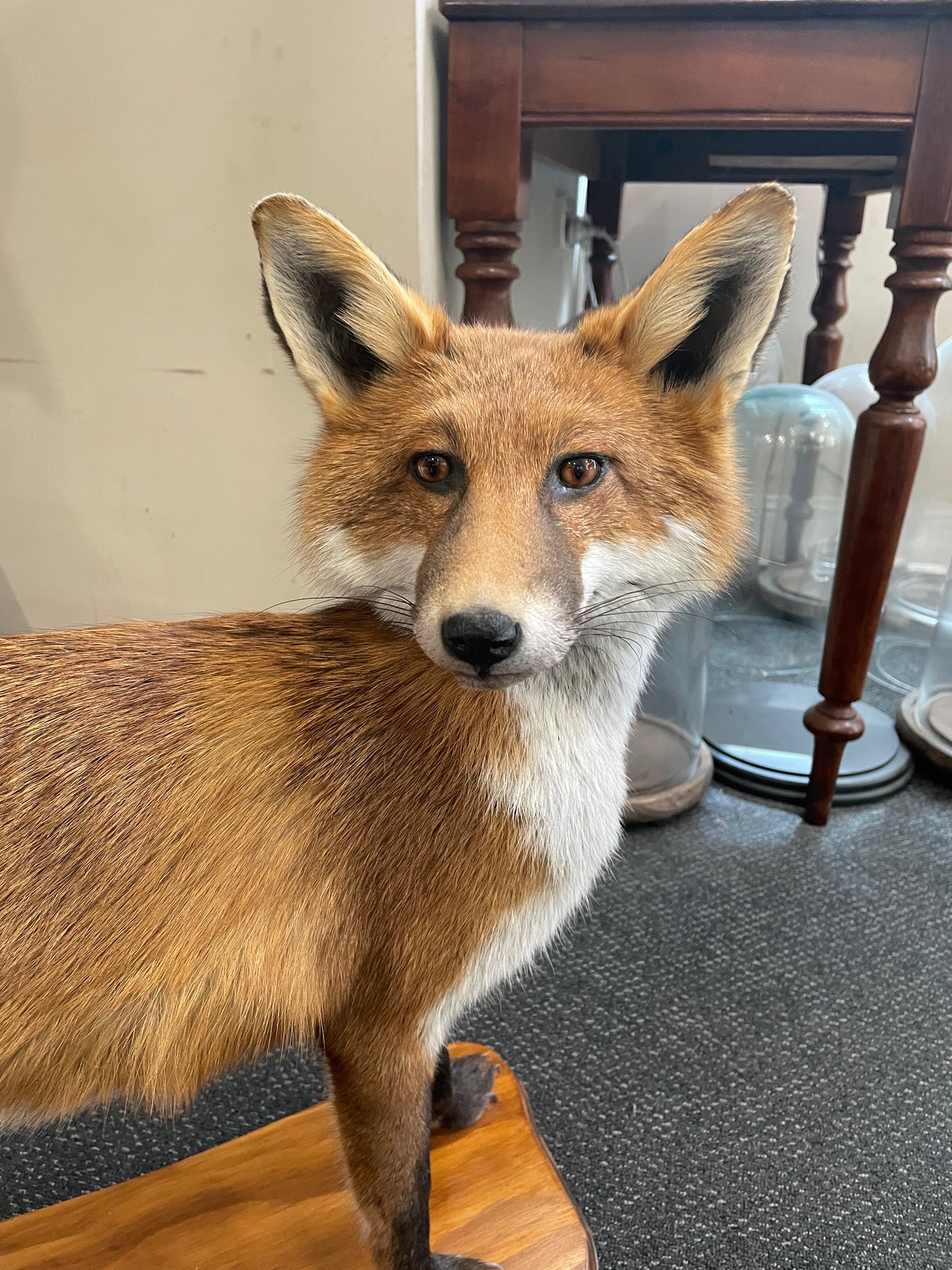 Taxidermy fox