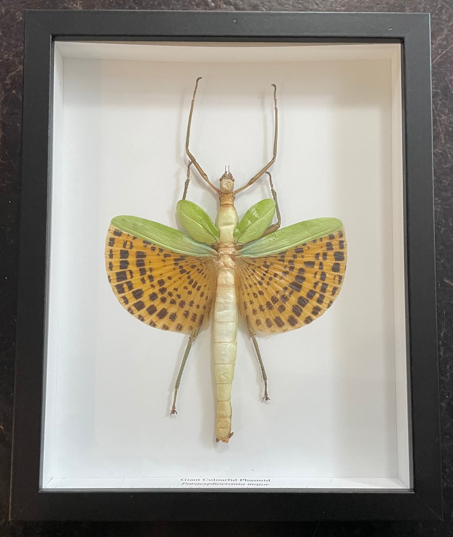 Giant Colourful Phasmid