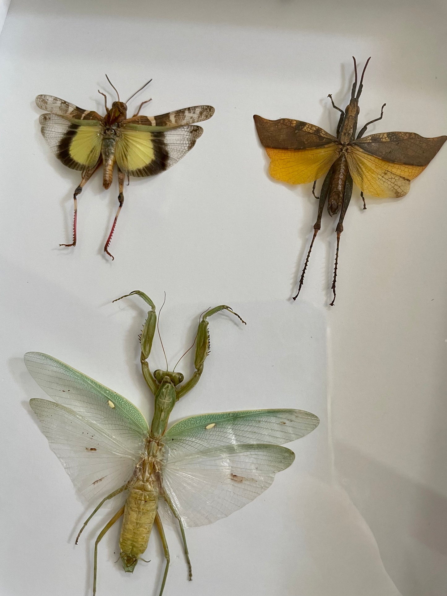 Grasshoppers VS Praying Mantis