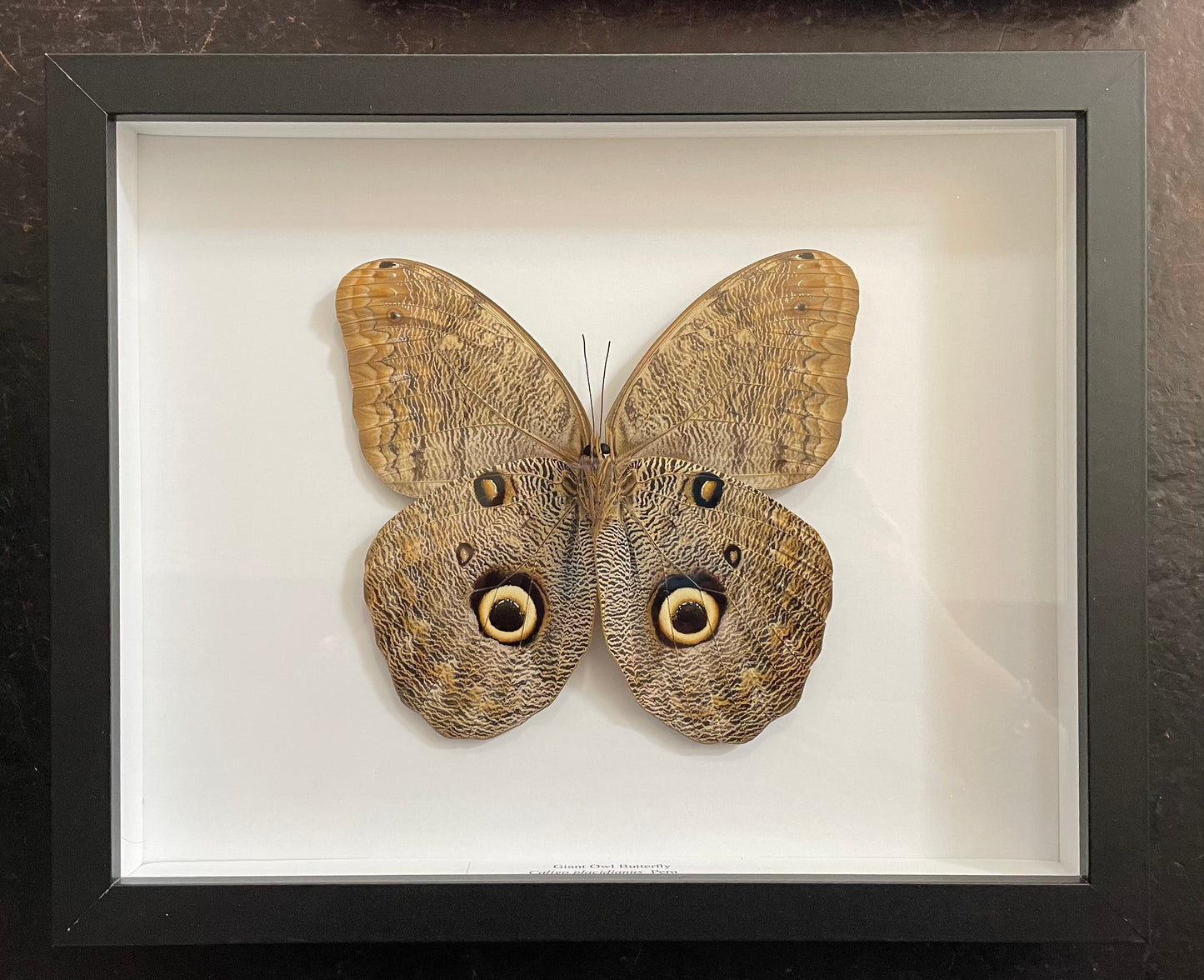 Very large Giant Owl Beutterfly