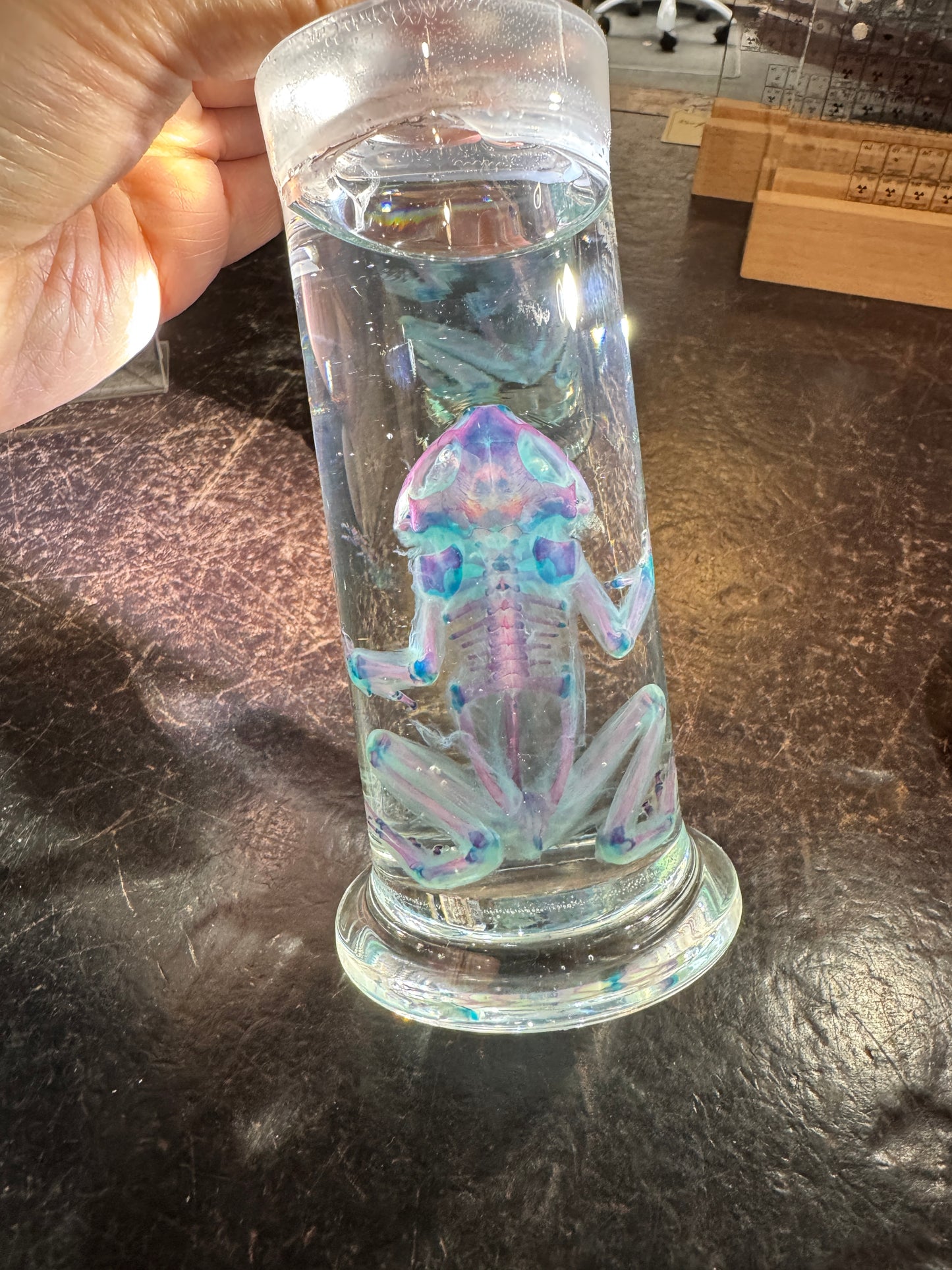 Diaphonised cane toad in jar