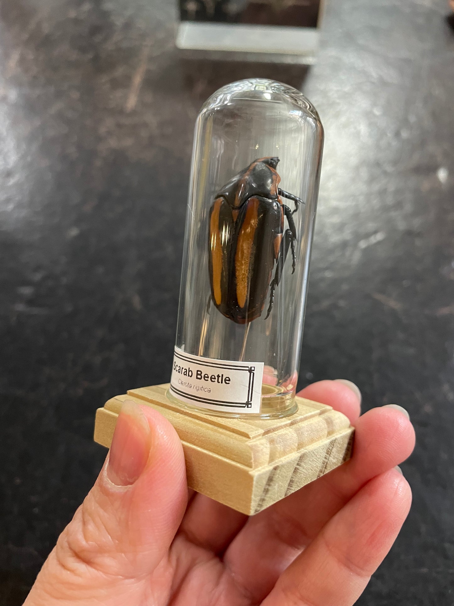 Orange striped scarab beetle