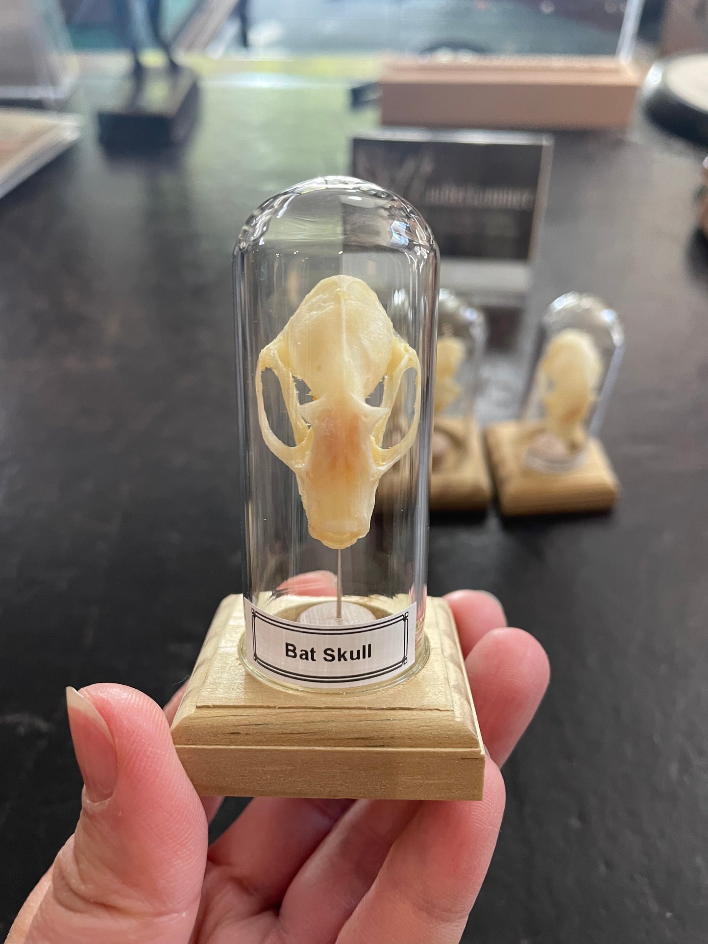 Bat skull in little display dome