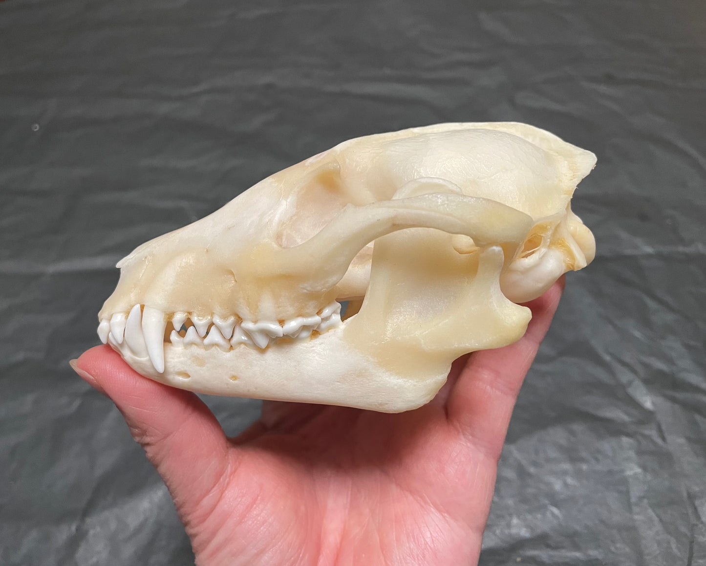Raccoon Dog Skull
