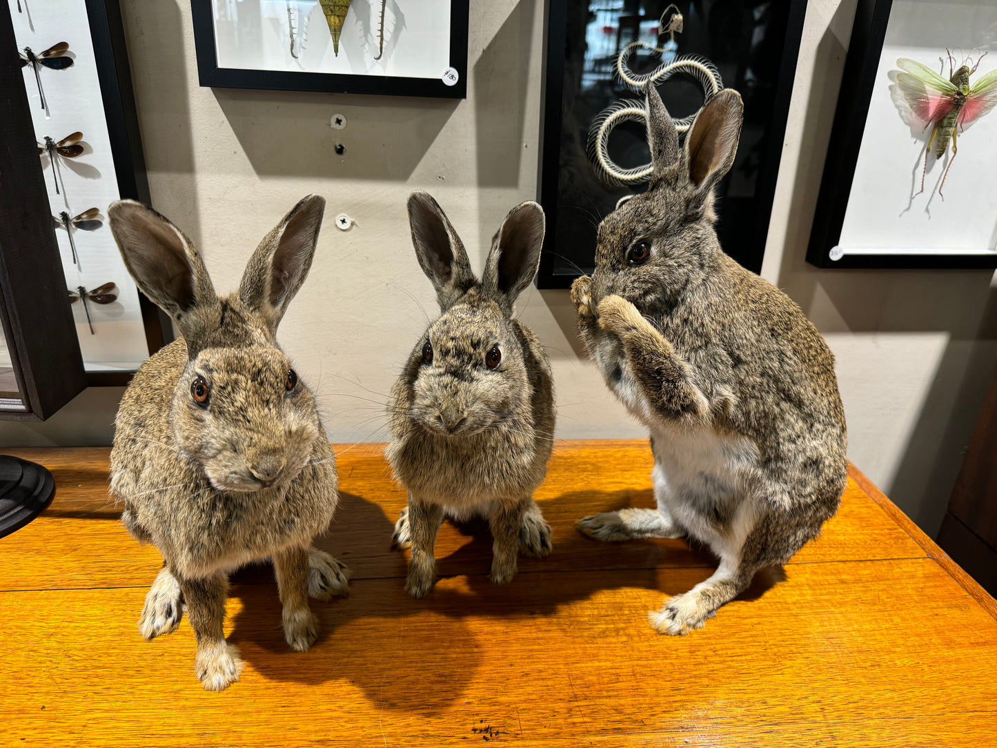 Taxidermy rabbits