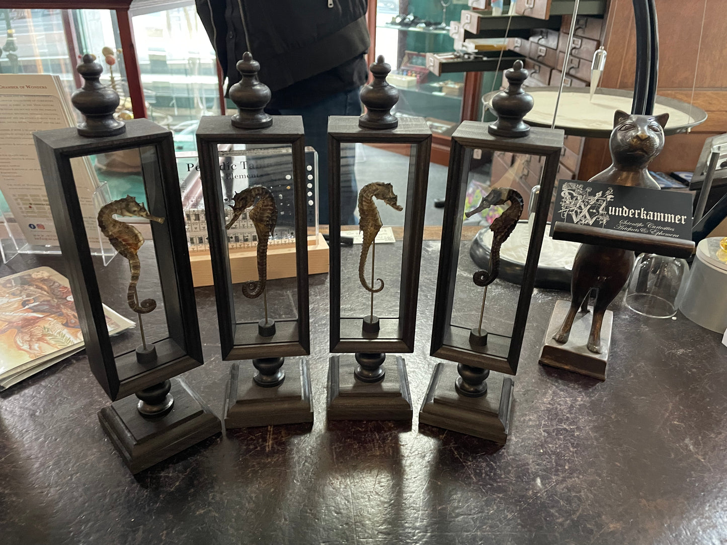 Seahorse in double glass Parisian display case