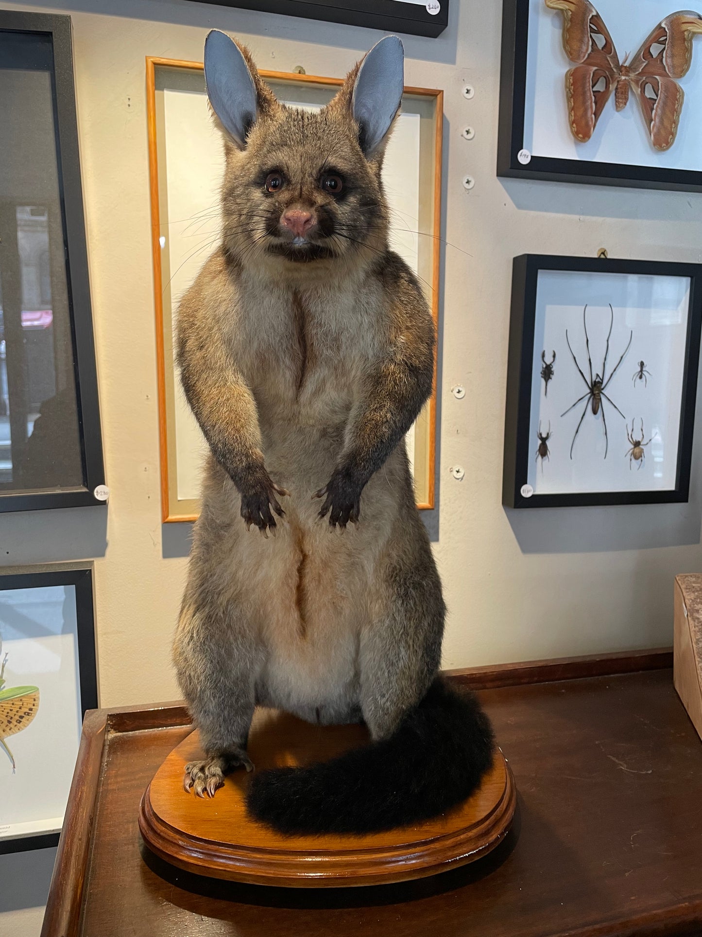 Taxidermy Brushtail Possum
