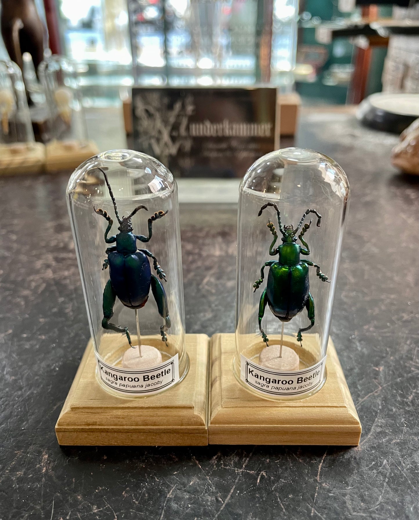 Kangaroo beetle