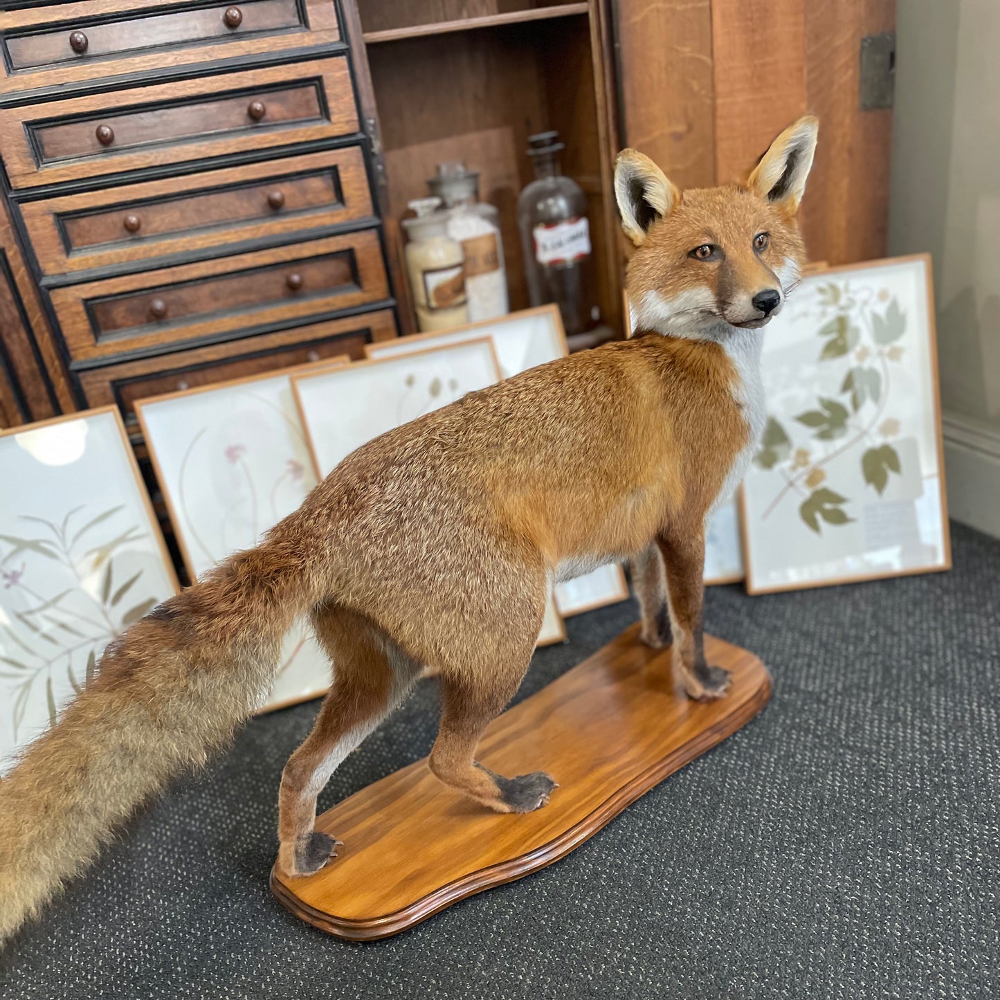 Taxidermy fox