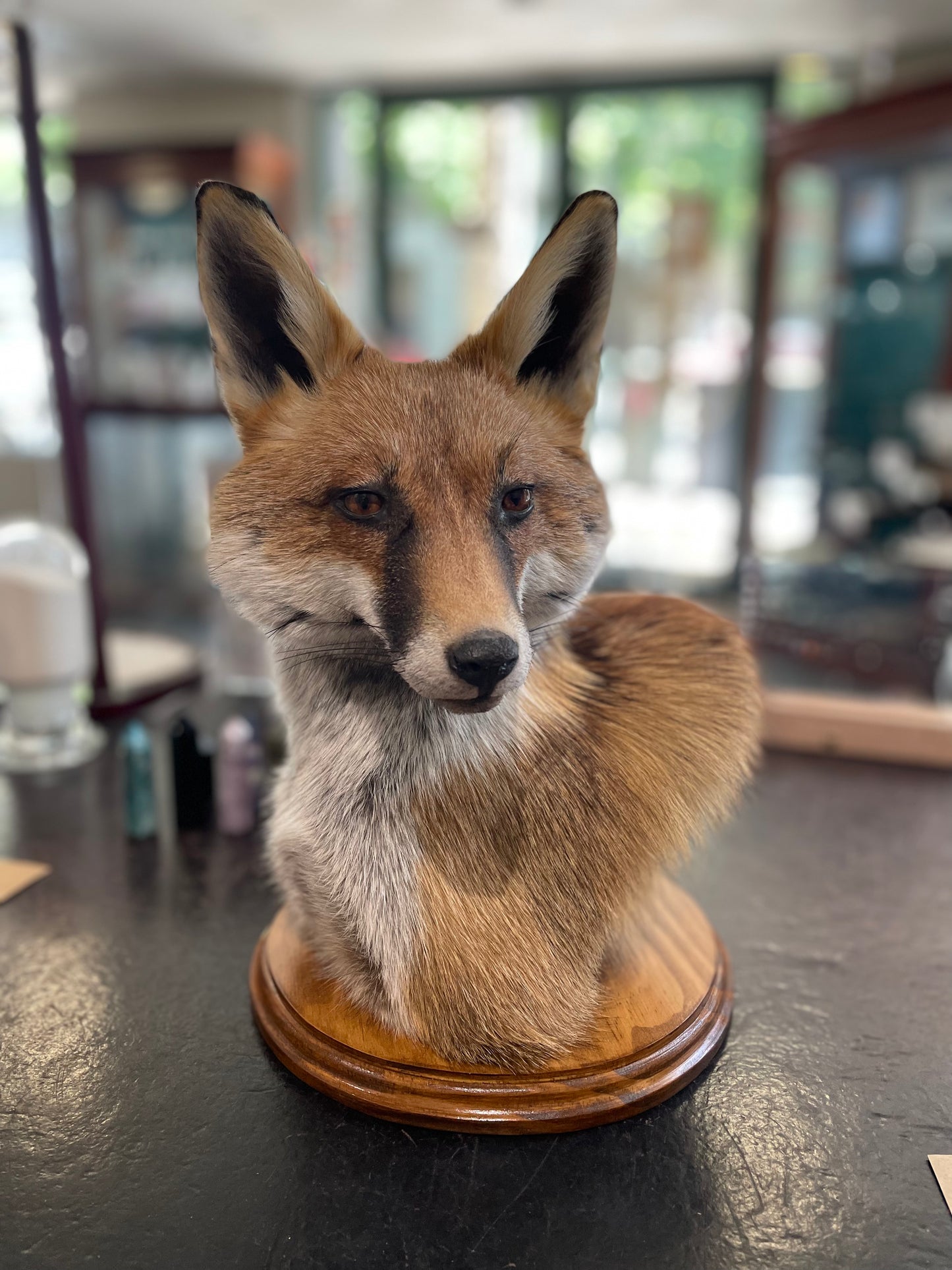 Taxidermy fox head