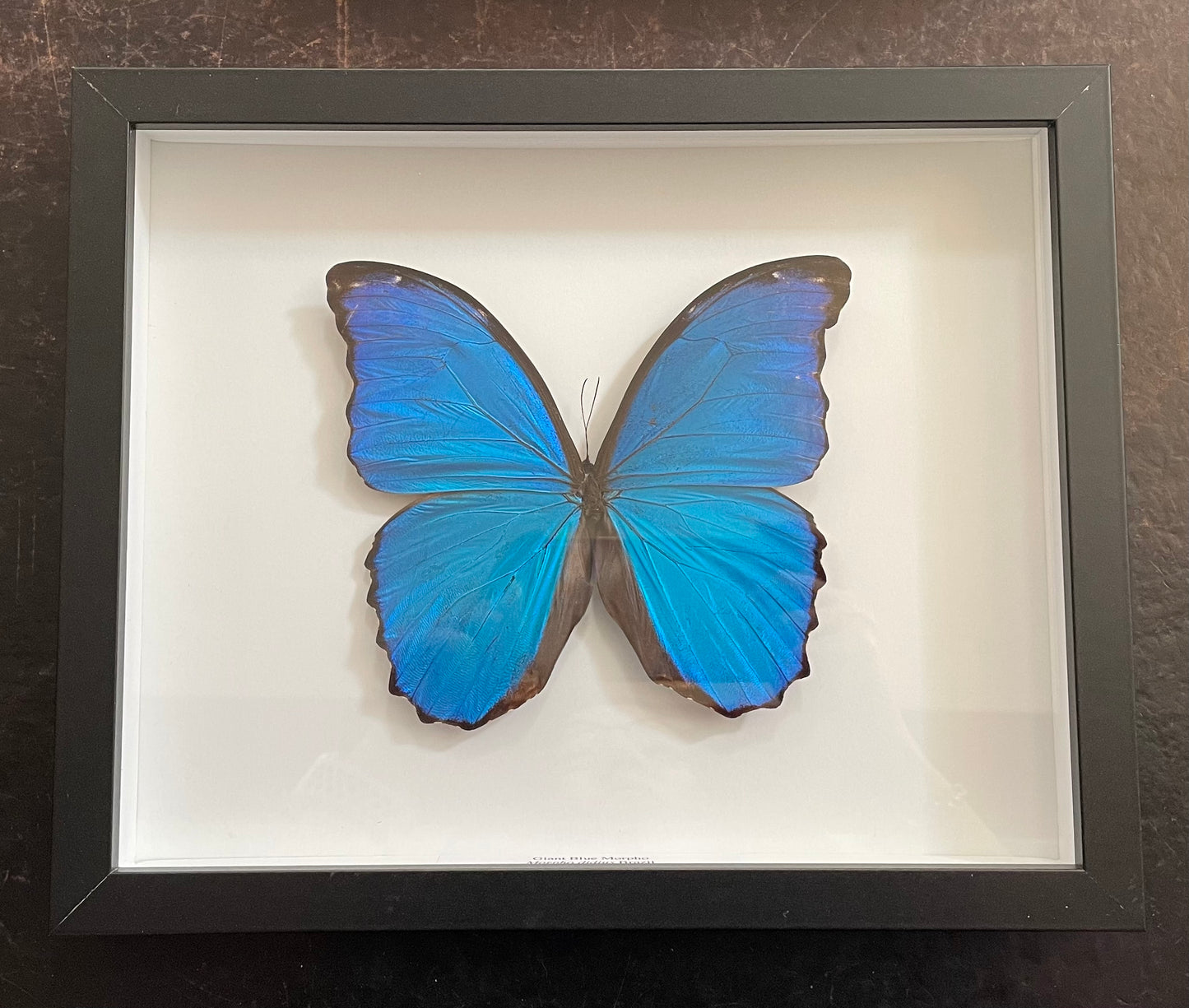 Very large Giant Blue Morpho