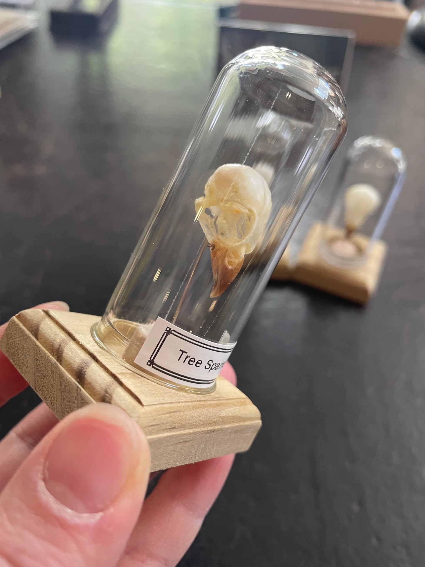 Tree sparrow skull