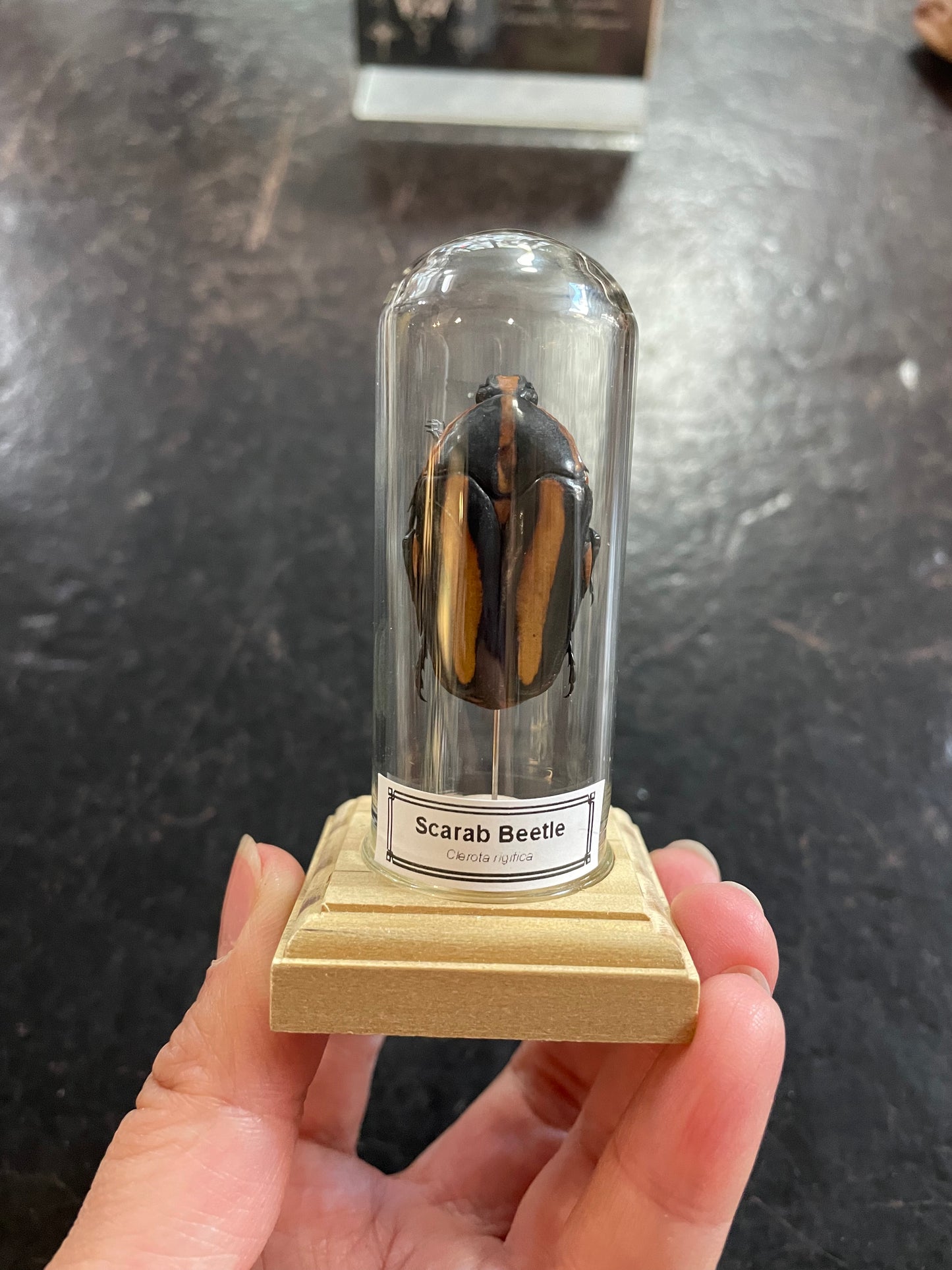Orange striped scarab beetle