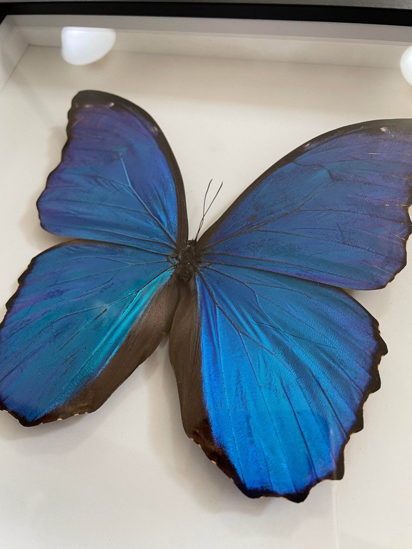 Very large Giant Blue Morpho