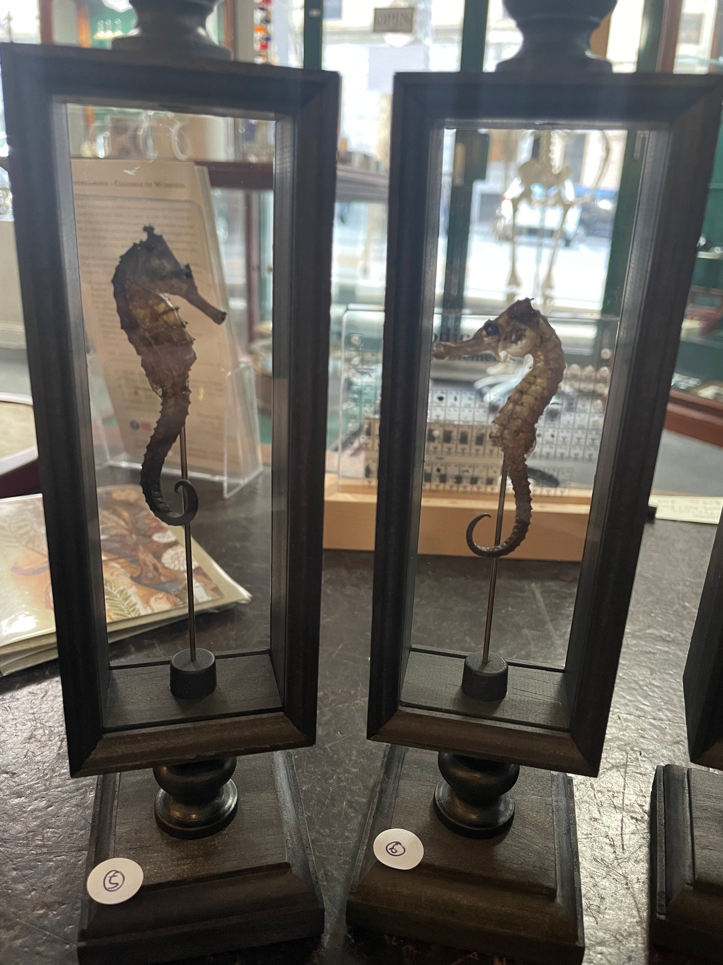 Seahorse in double glass Parisian display case