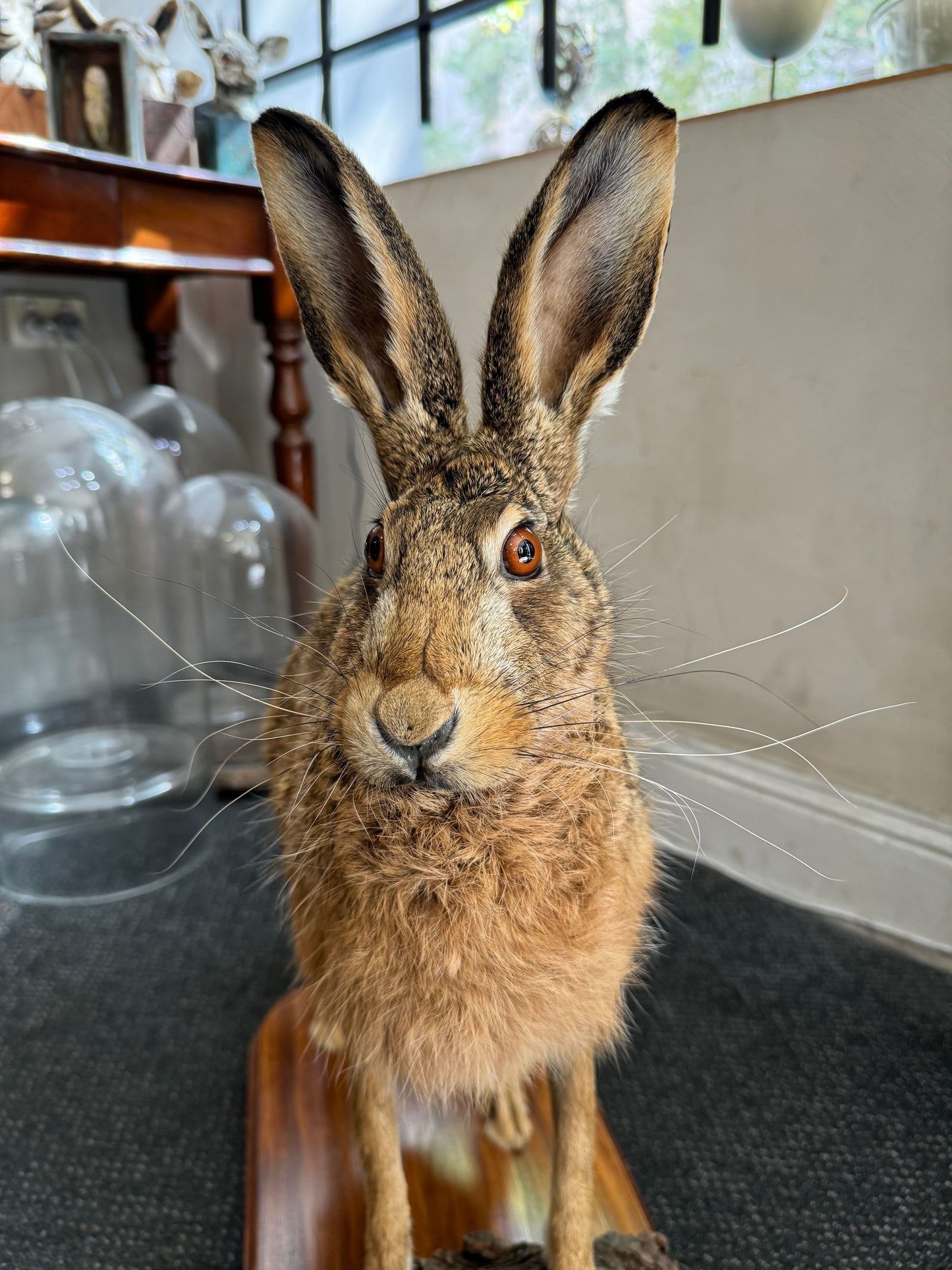 Taxidermy Hare