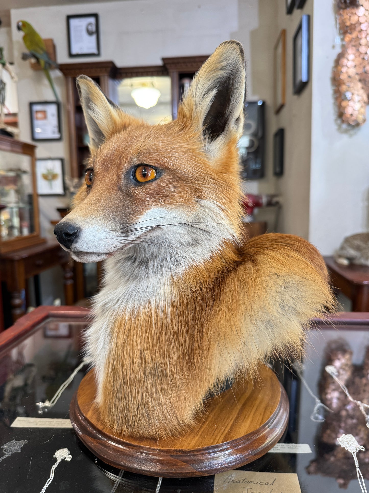 Fox head