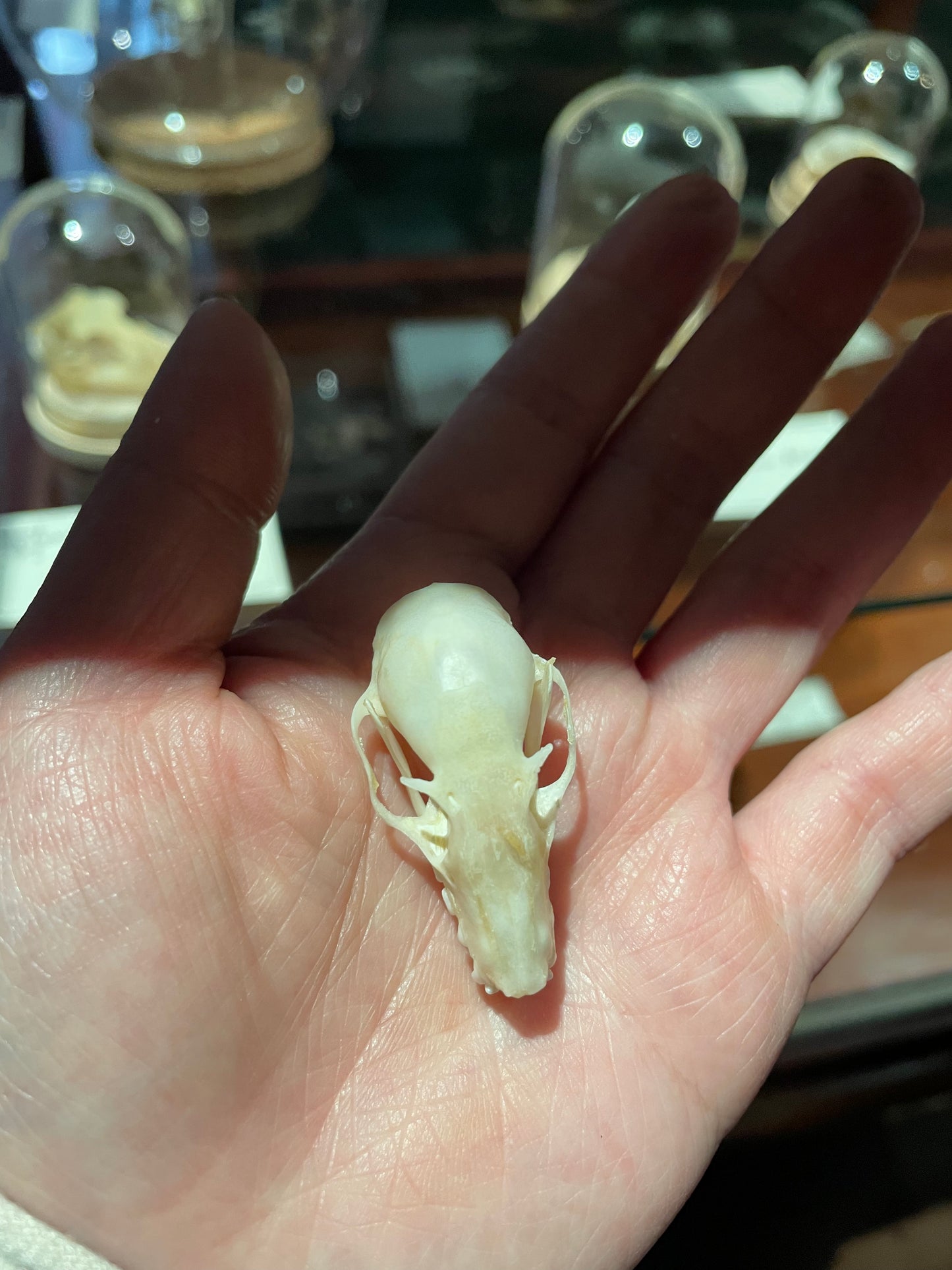 Fruit Bat Skulls