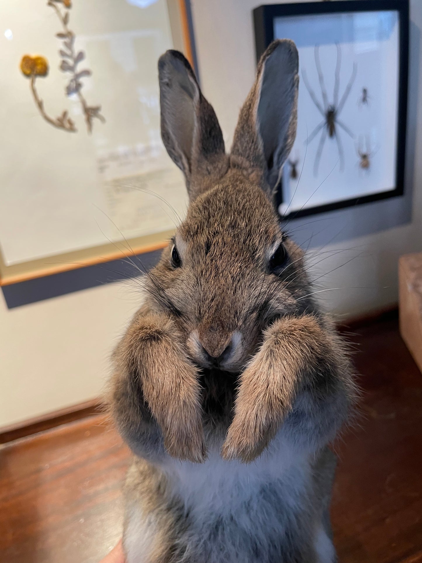 Bunny Rabbit