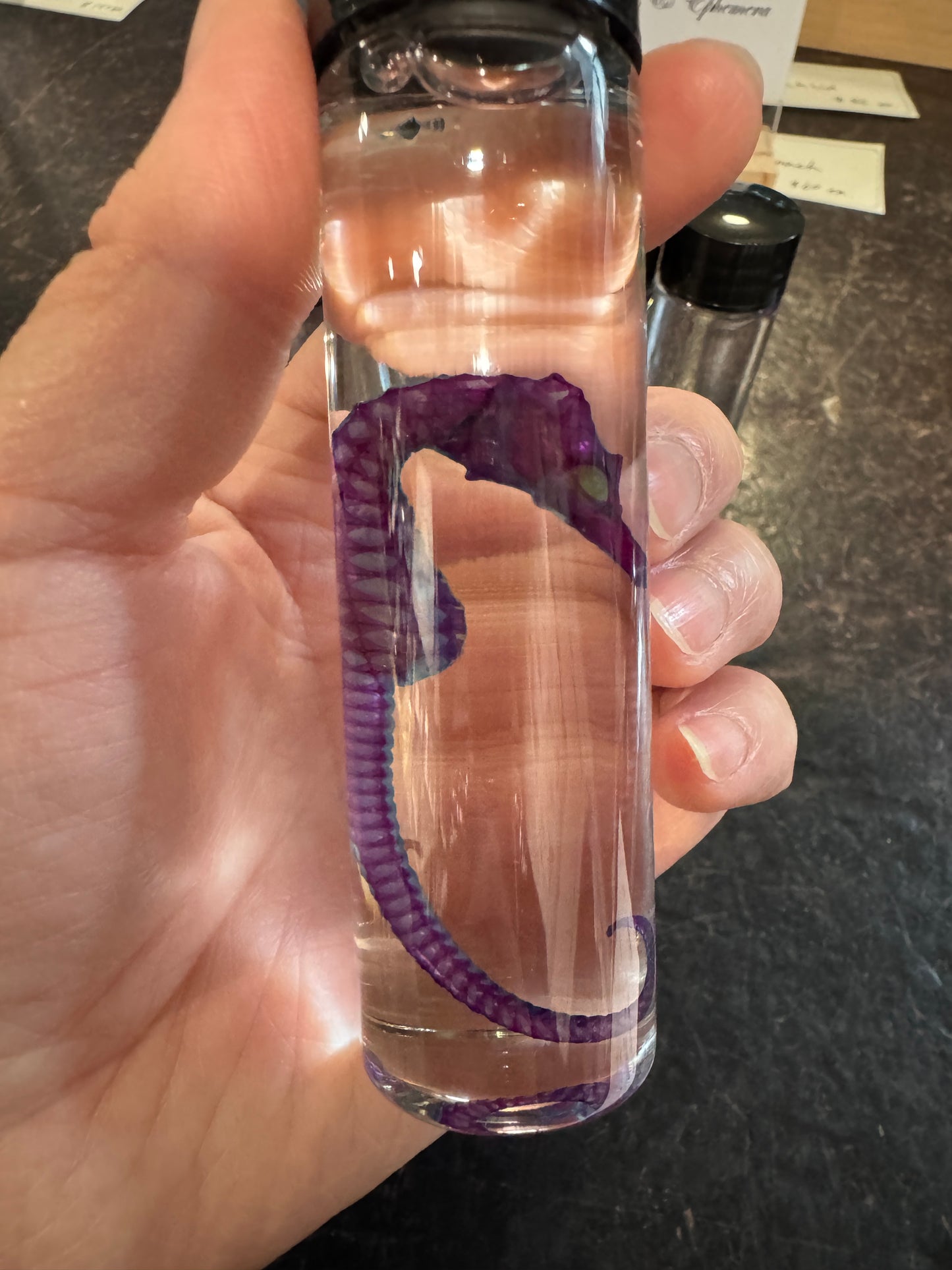 Diaphonised Seahorses