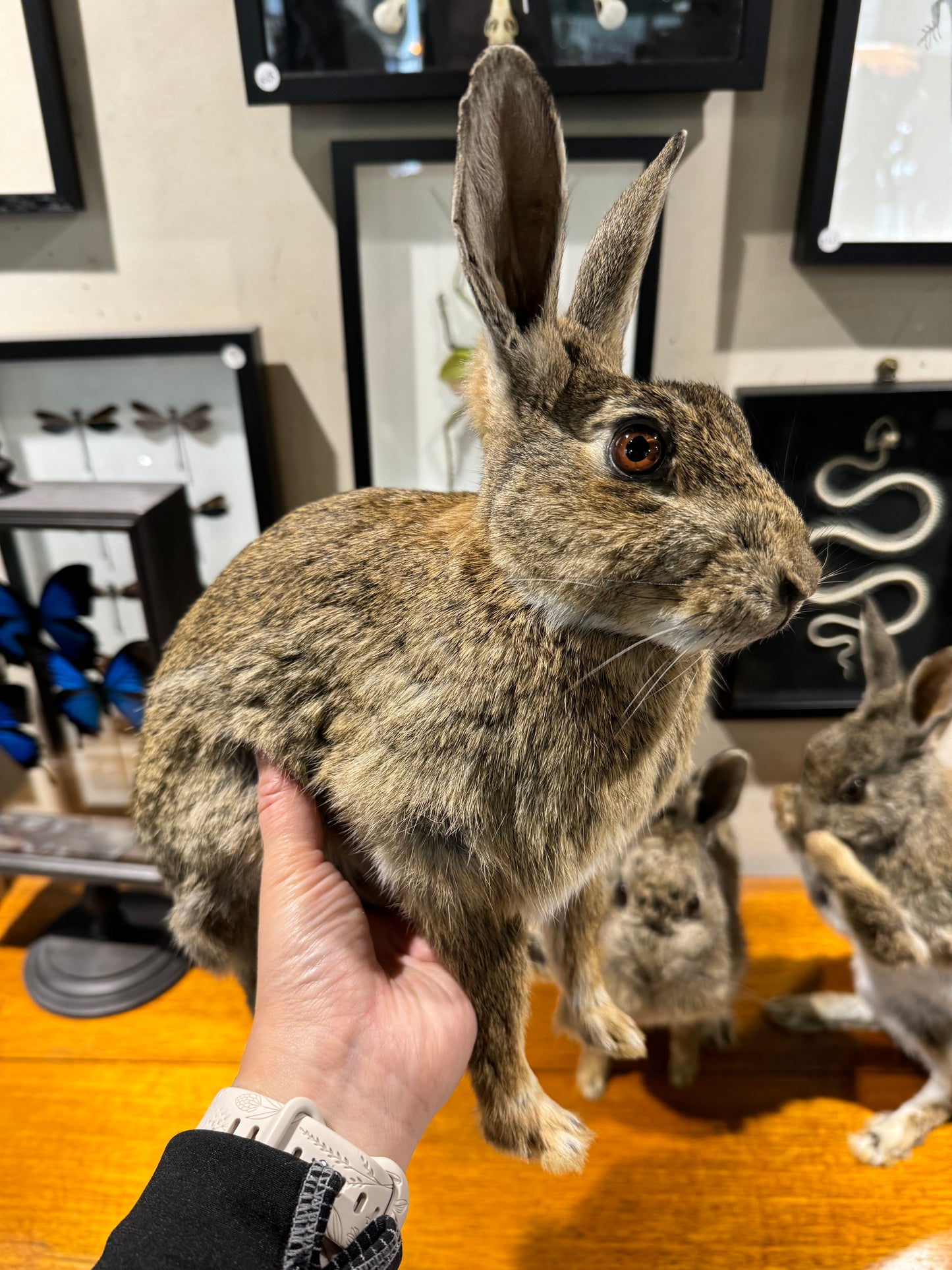 Taxidermy rabbits