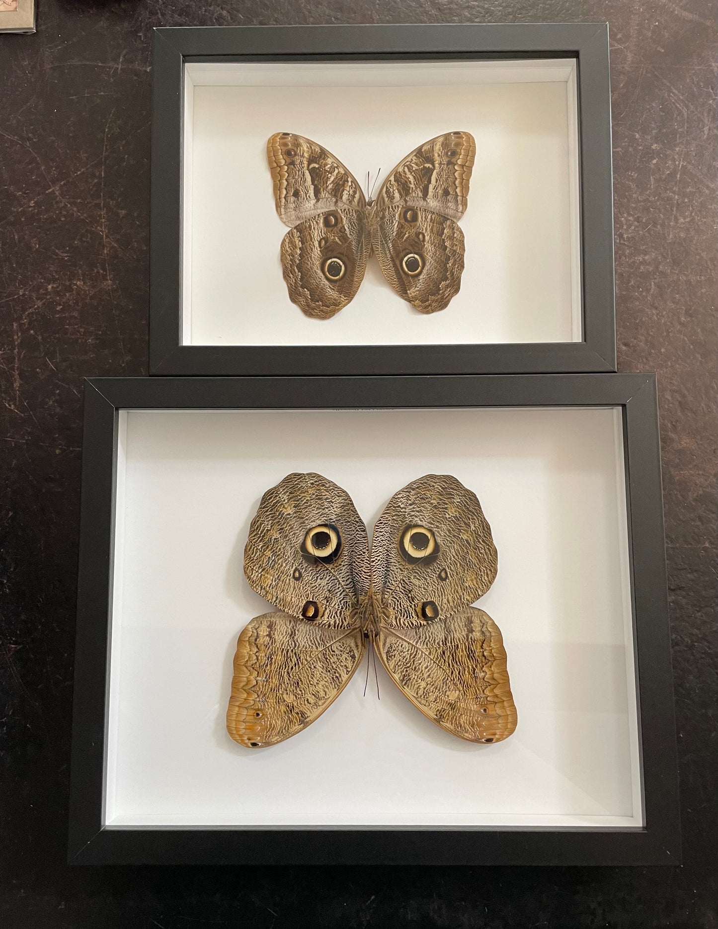 Very large Giant Owl Beutterfly
