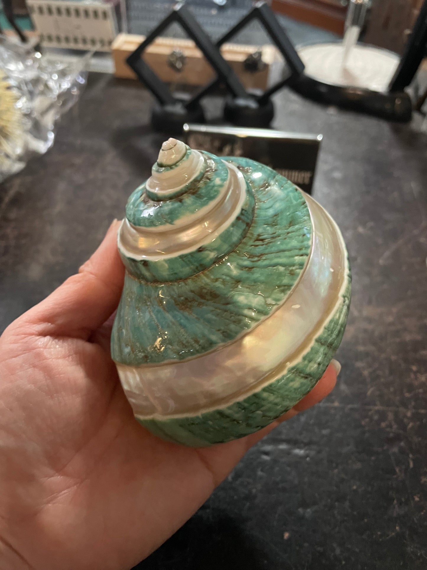 Polished Banded Green Jade Turbo Seashell