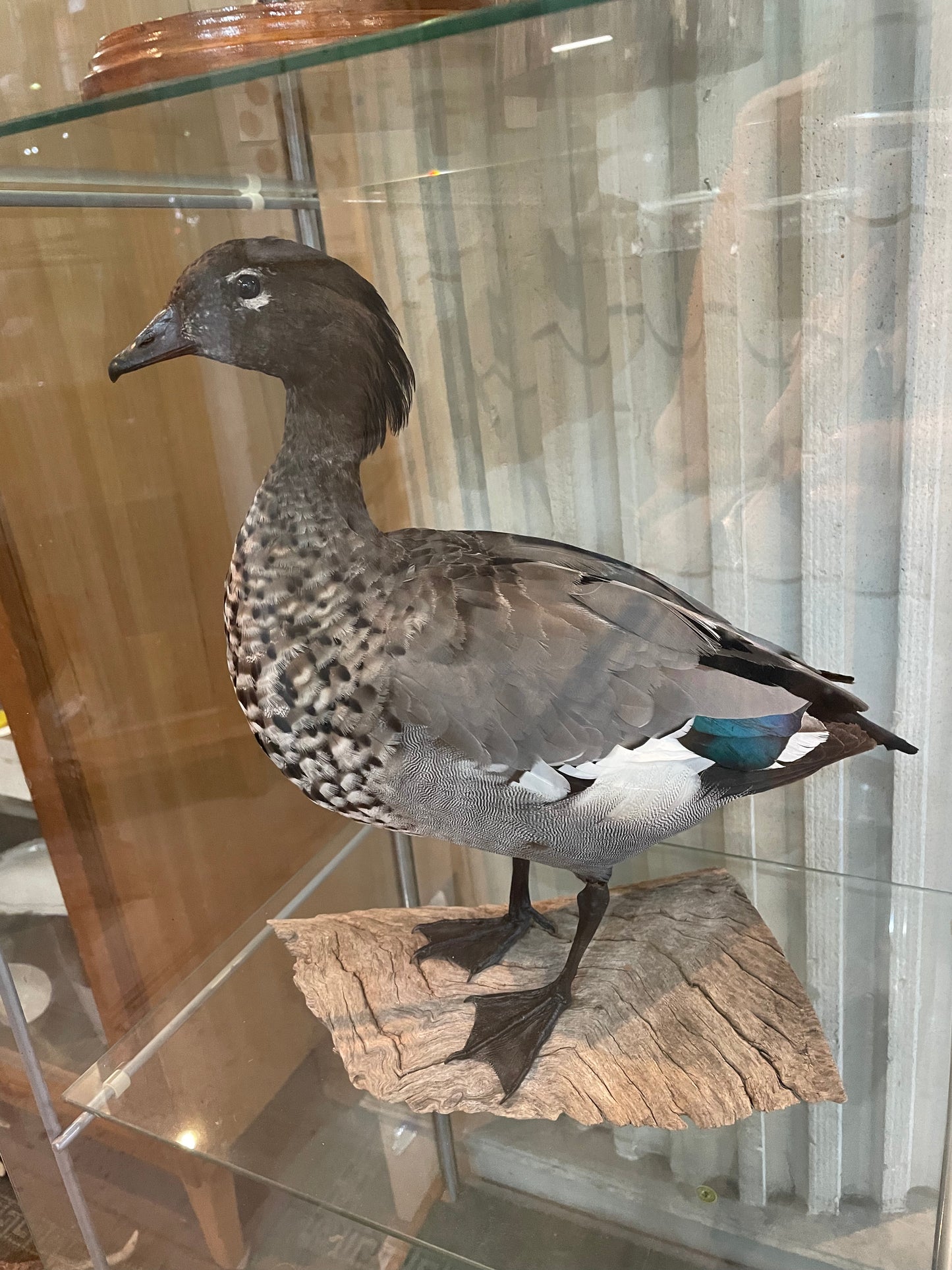 Taxidermy Australian Wood Duck