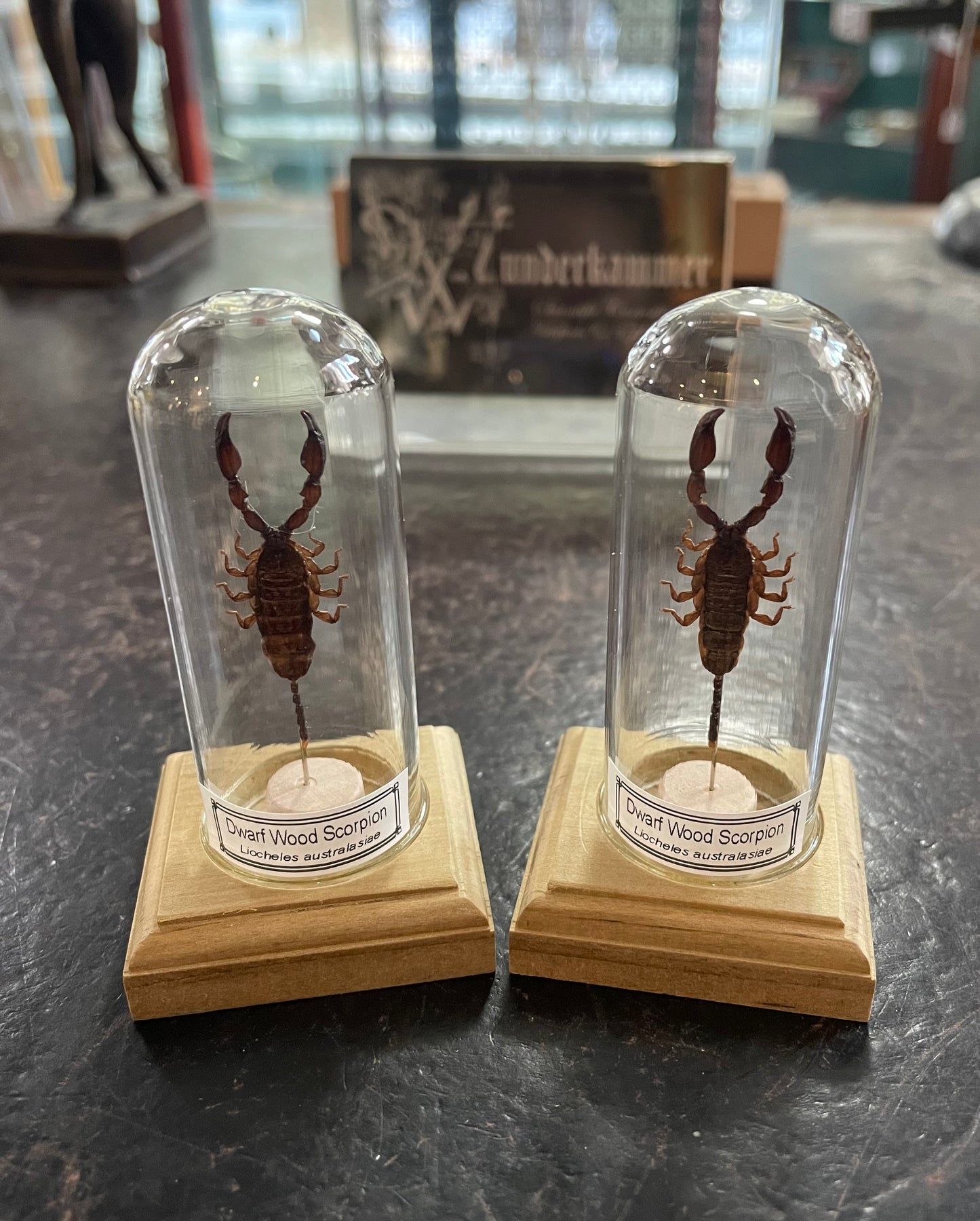 Dwarf wood scorpion
